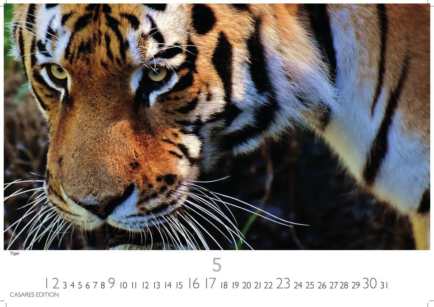 Bild: 9781835247754 | Big Cats Kalender 2027 - Wandkalender Fotokalender Tierkalender...