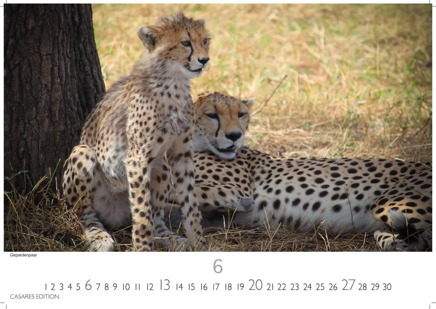 Bild: 9781835247754 | Big Cats Kalender 2027 - Wandkalender Fotokalender Tierkalender...