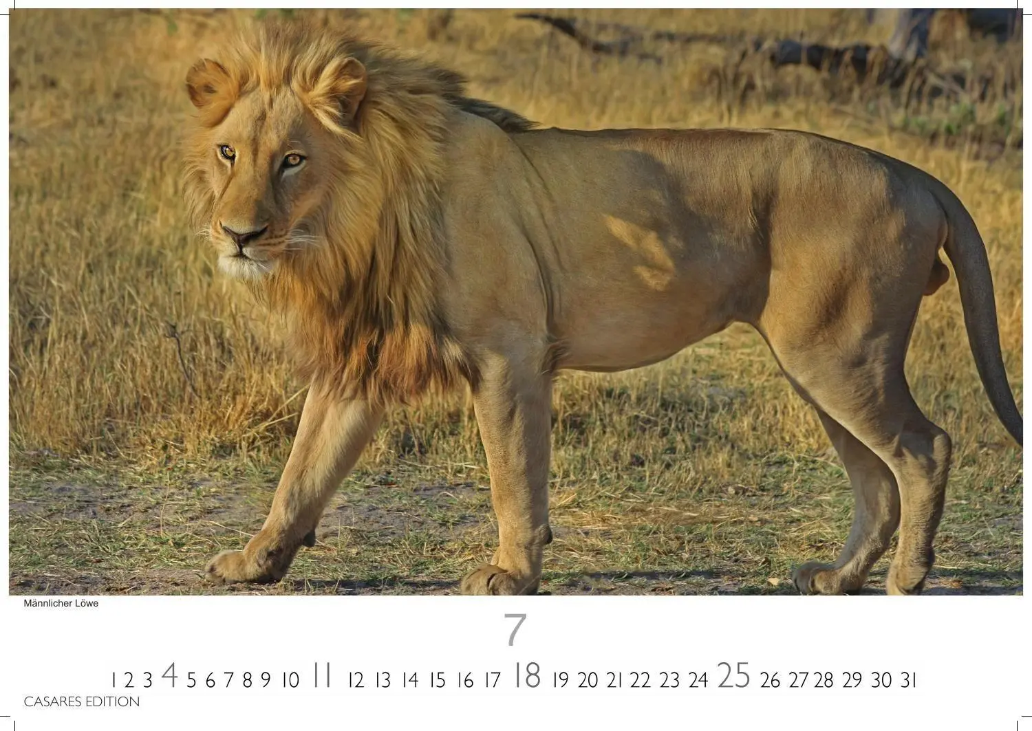 Bild: 9781835247754 | Big Cats Kalender 2027 - Wandkalender Fotokalender Tierkalender...