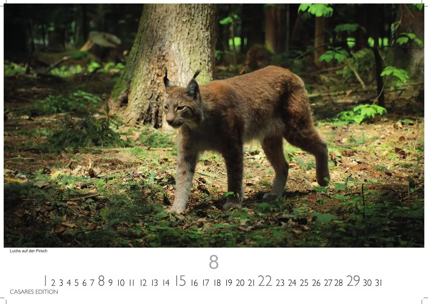 Bild: 9781835247754 | Big Cats Kalender 2027 - Wandkalender Fotokalender Tierkalender...