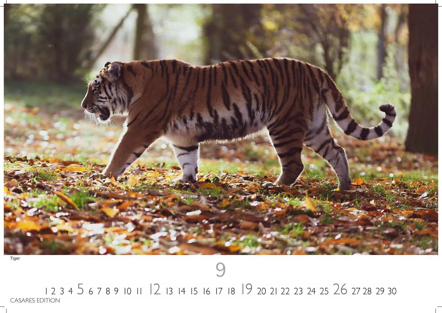 Bild: 9781835247754 | Big Cats Kalender 2027 - Wandkalender Fotokalender Tierkalender...