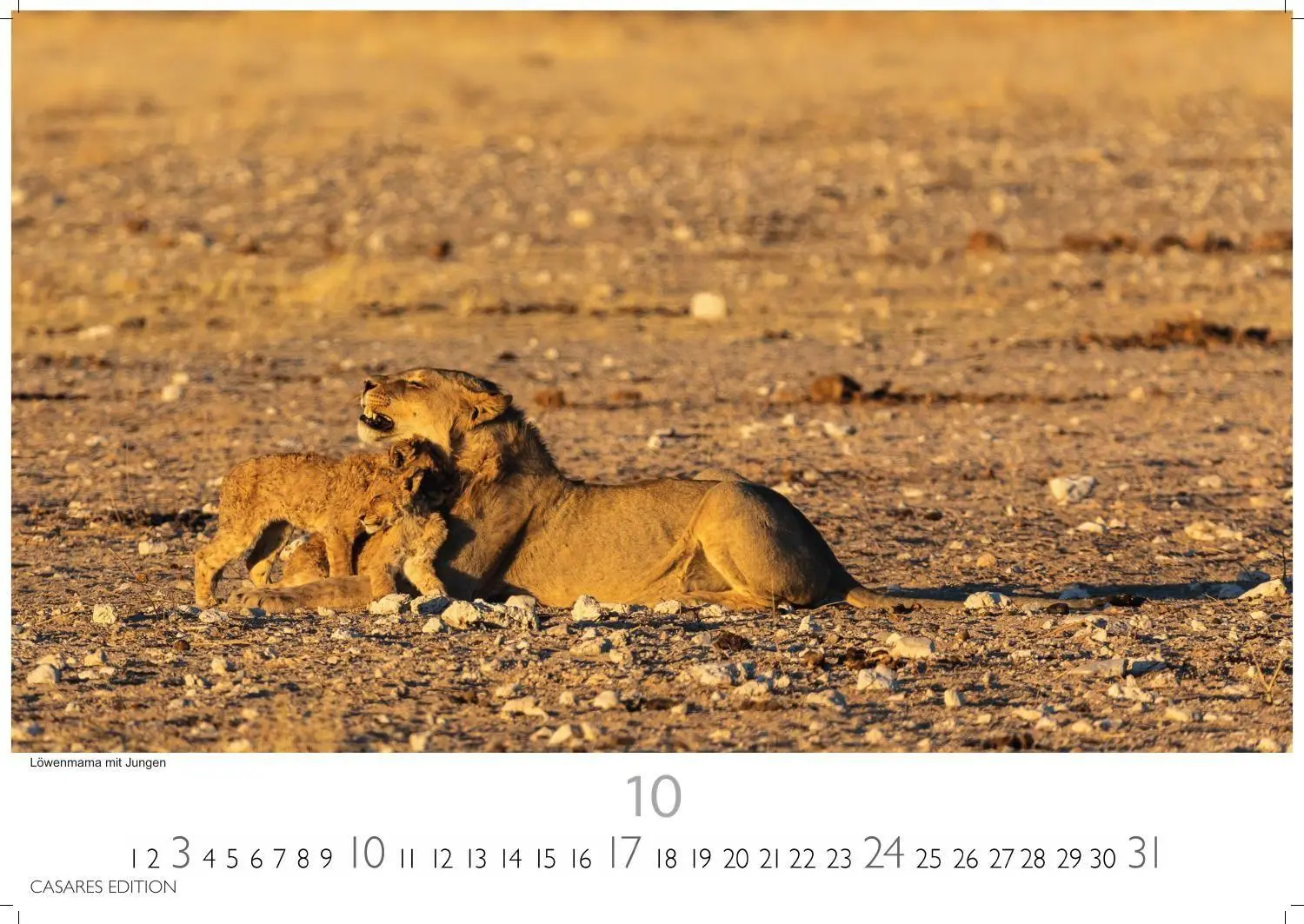 Bild: 9781835247754 | Big Cats Kalender 2027 - Wandkalender Fotokalender Tierkalender...