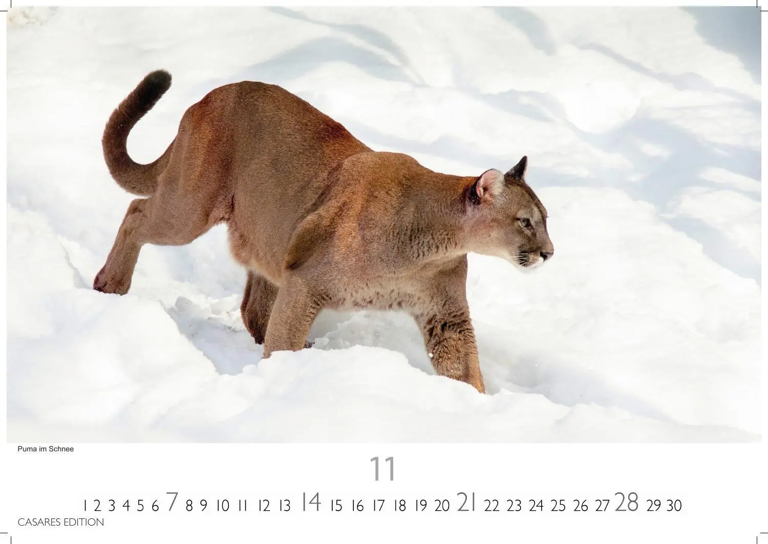 Bild: 9781835247754 | Big Cats Kalender 2027 - Wandkalender Fotokalender Tierkalender...