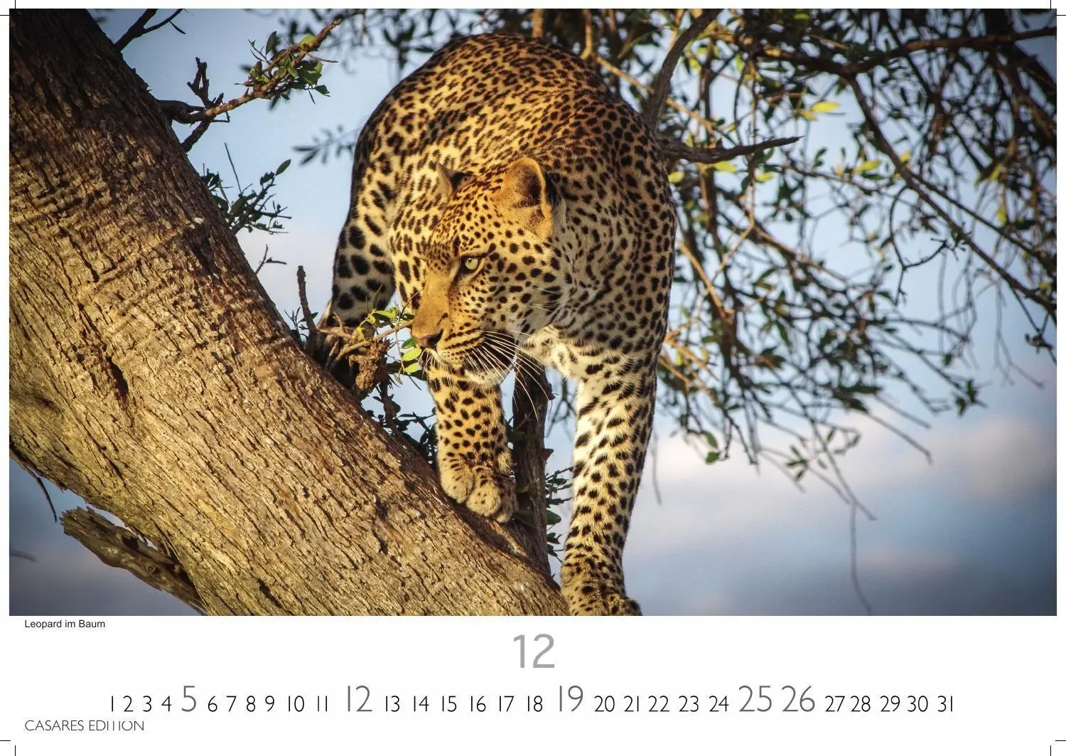 Bild: 9781835247754 | Big Cats Kalender 2027 - Wandkalender Fotokalender Tierkalender...