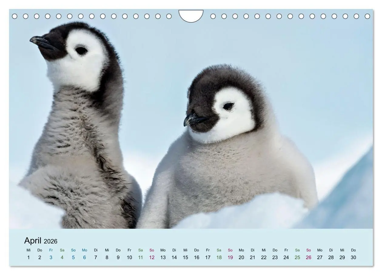 Bild: 9783457247754 | Tierkinder in Eis und Schnee (Wandkalender 2026 DIN A4 quer),...