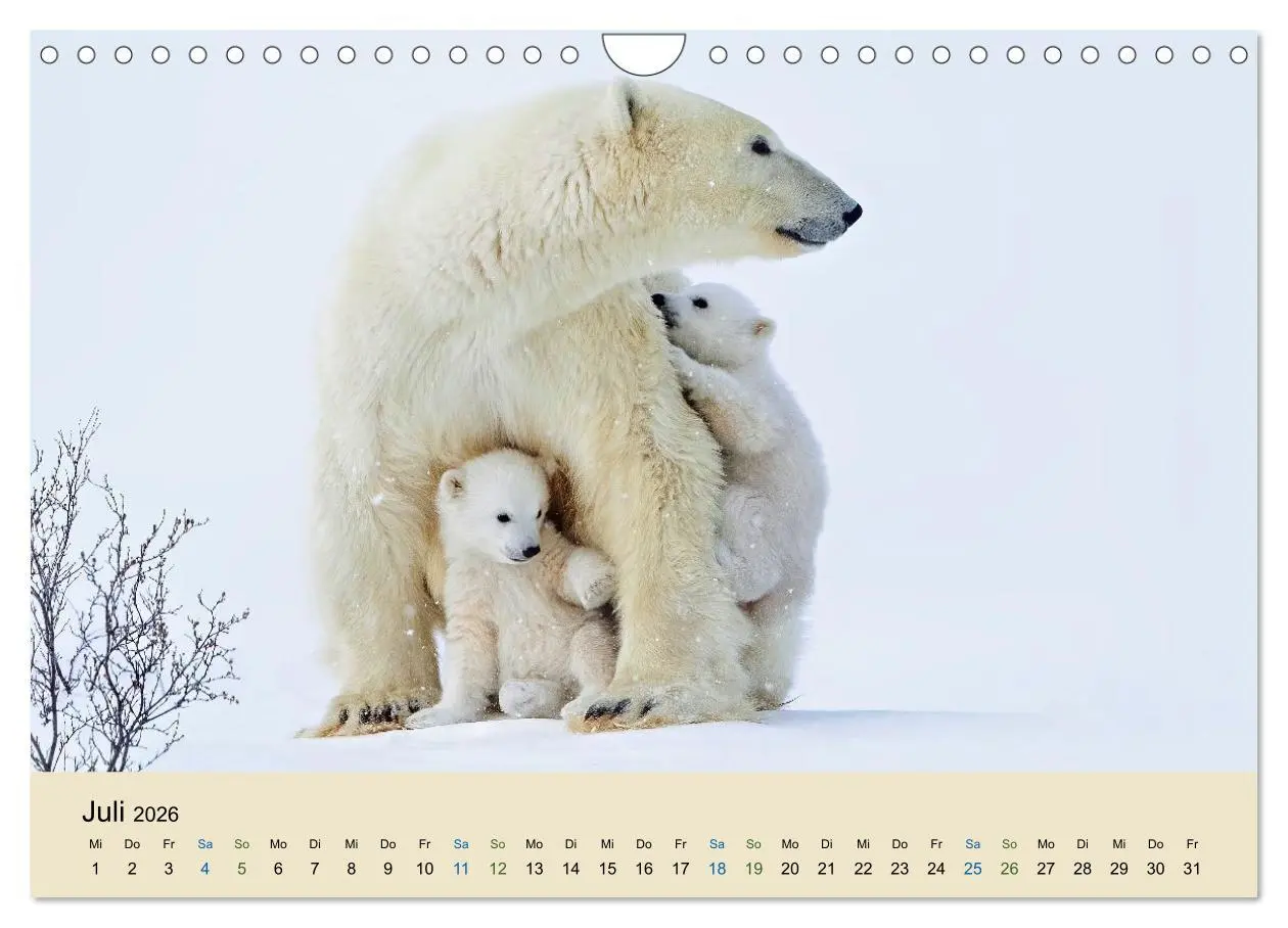 Bild: 9783457247754 | Tierkinder in Eis und Schnee (Wandkalender 2026 DIN A4 quer),...