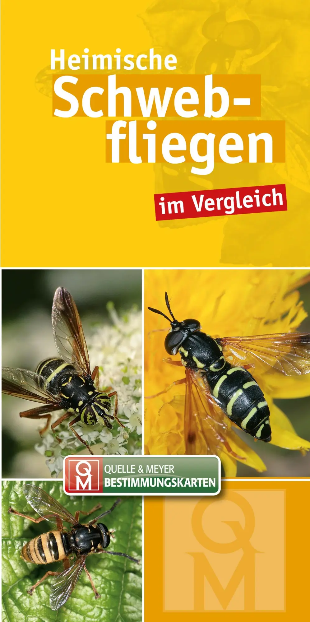 Cover: 9783494017754 | Heimische Schwebfliegen | im Vergleich | Quelle &amp; Meyer Verlag | Buch