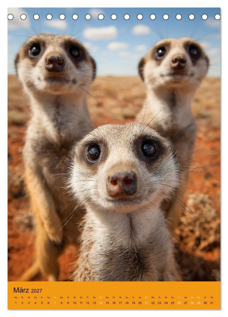 Bild: 9783516867954 | Die Erdmännchen Familie - Kalender der niedlichen Tiere...