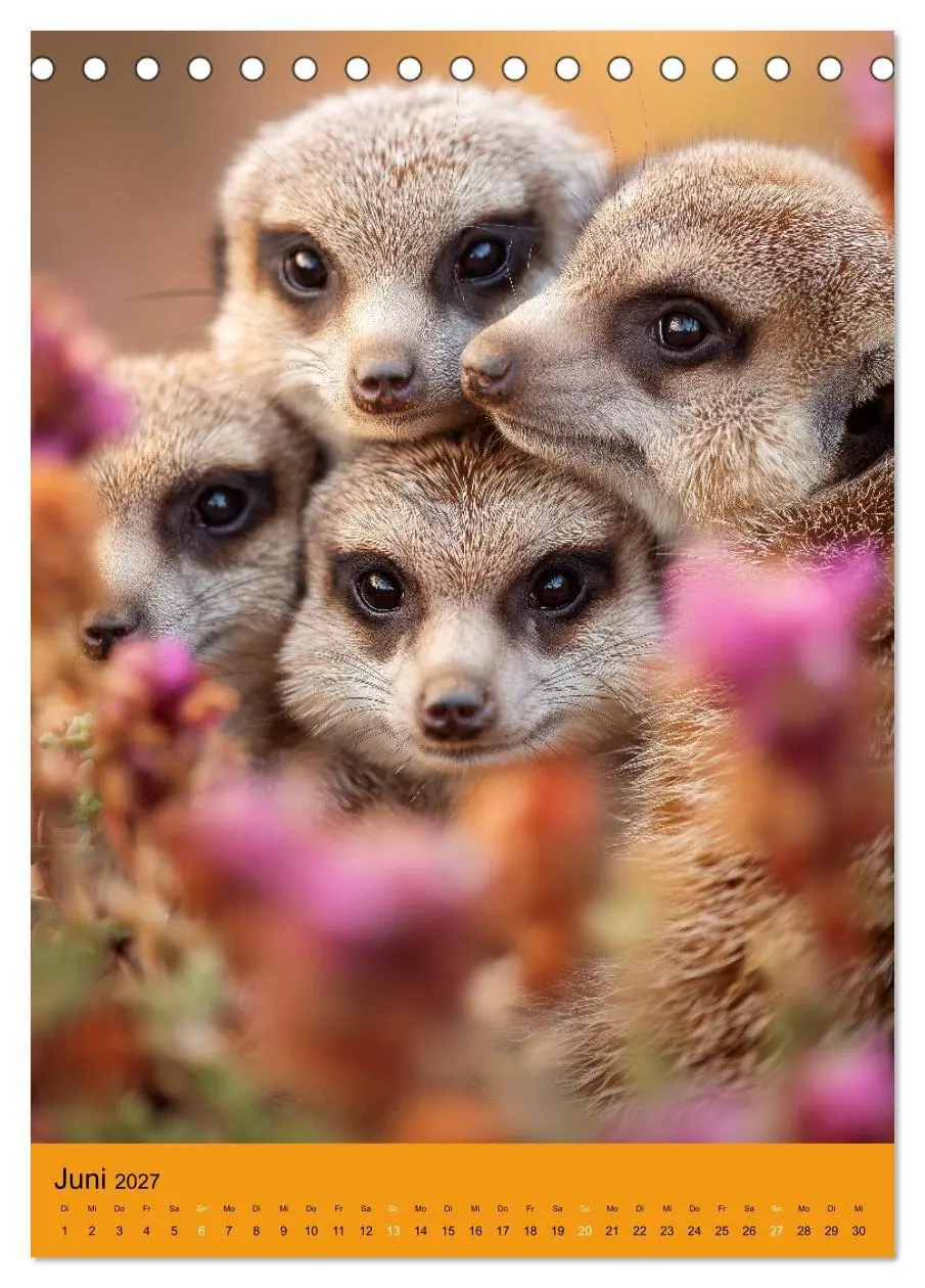 Bild: 9783516867954 | Die Erdmännchen Familie - Kalender der niedlichen Tiere...