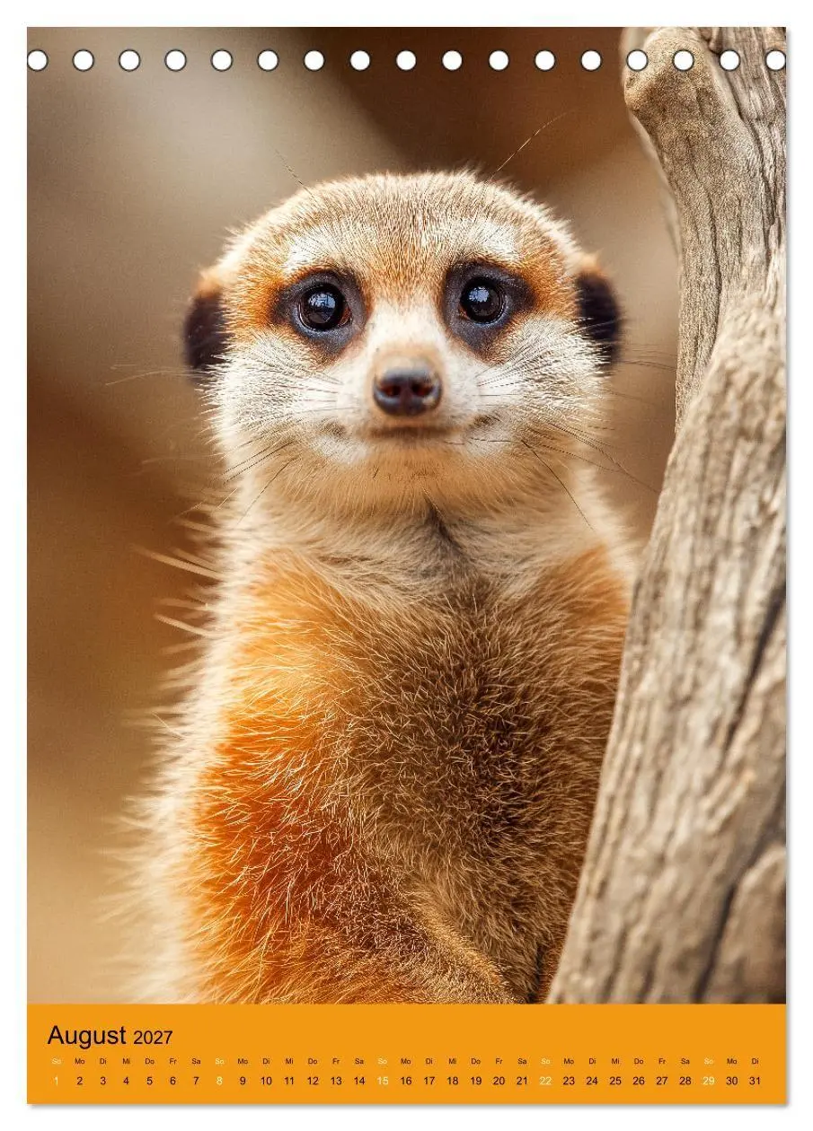 Bild: 9783516867954 | Die Erdmännchen Familie - Kalender der niedlichen Tiere...