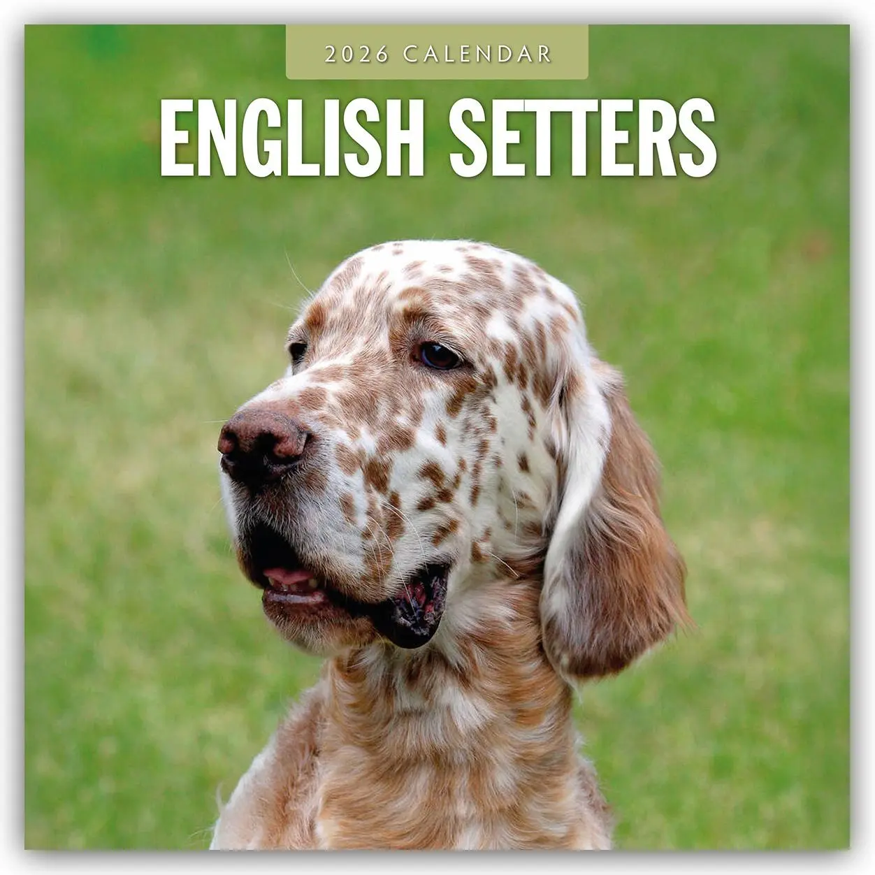 Cover: 9781804428054 | English Setters - Englisch Setter 2026 - 16-Monatskalender | Robin Red