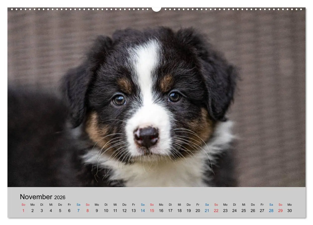 Bild: 9783457668054 | Australian Shepherd Welpen 2026 (hochwertiger Premium Wandkalender...