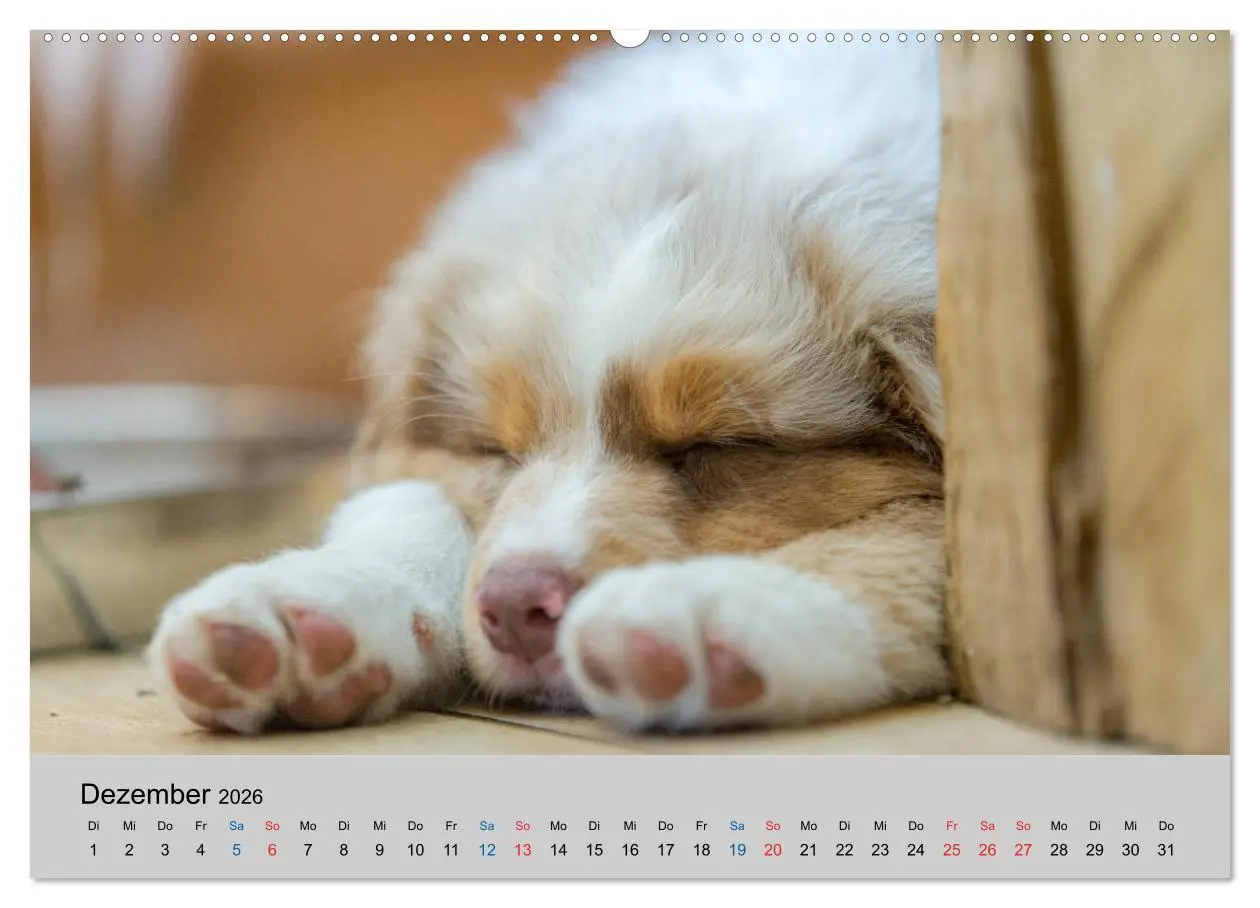 Bild: 9783457668054 | Australian Shepherd Welpen 2026 (hochwertiger Premium Wandkalender...