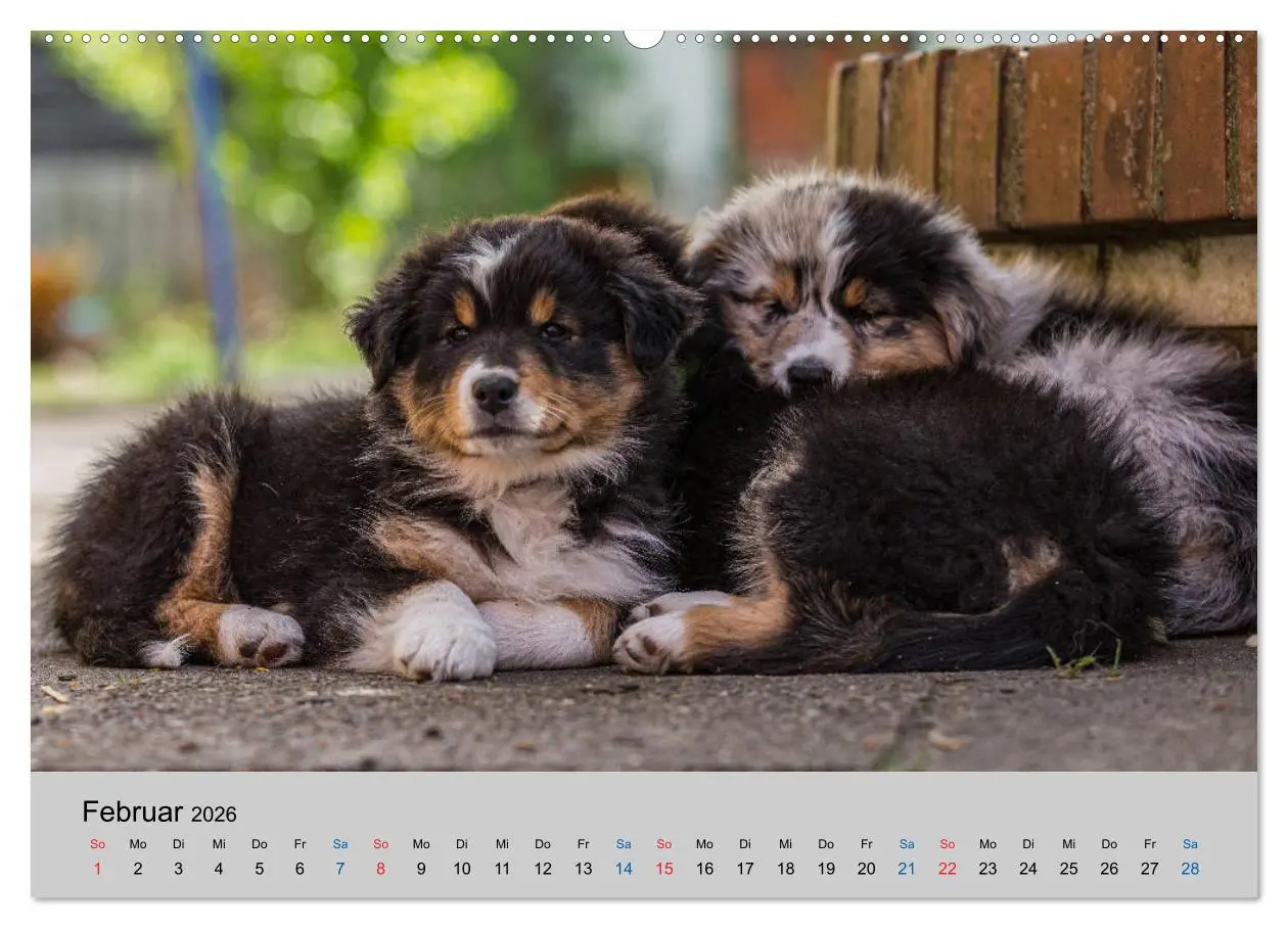 Bild: 9783457668054 | Australian Shepherd Welpen 2026 (hochwertiger Premium Wandkalender...