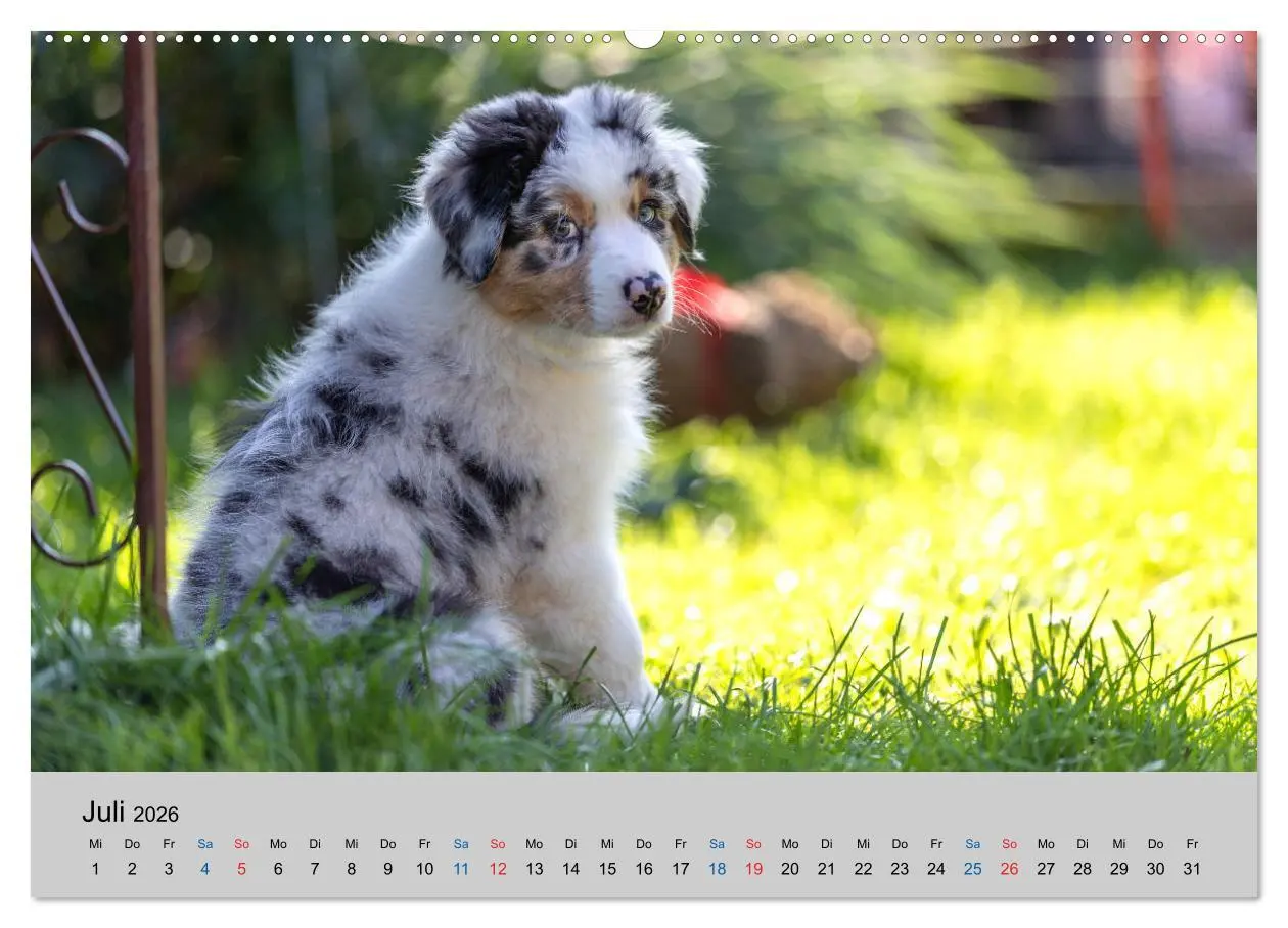 Bild: 9783457668054 | Australian Shepherd Welpen 2026 (hochwertiger Premium Wandkalender...