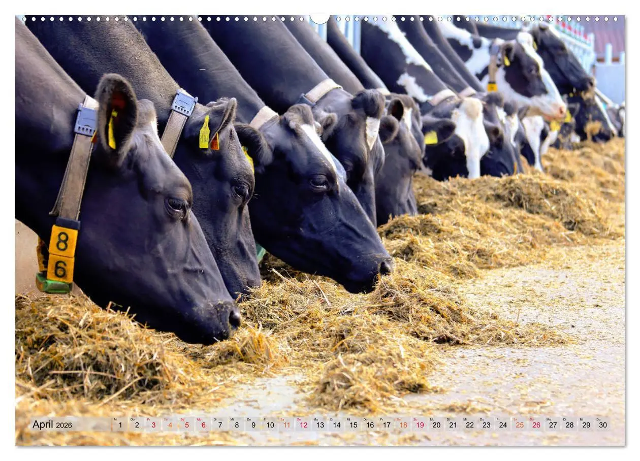 Bild: 9783457728154 | Sanfte Holsteiner (hochwertiger Premium Wandkalender 2026 DIN A2...