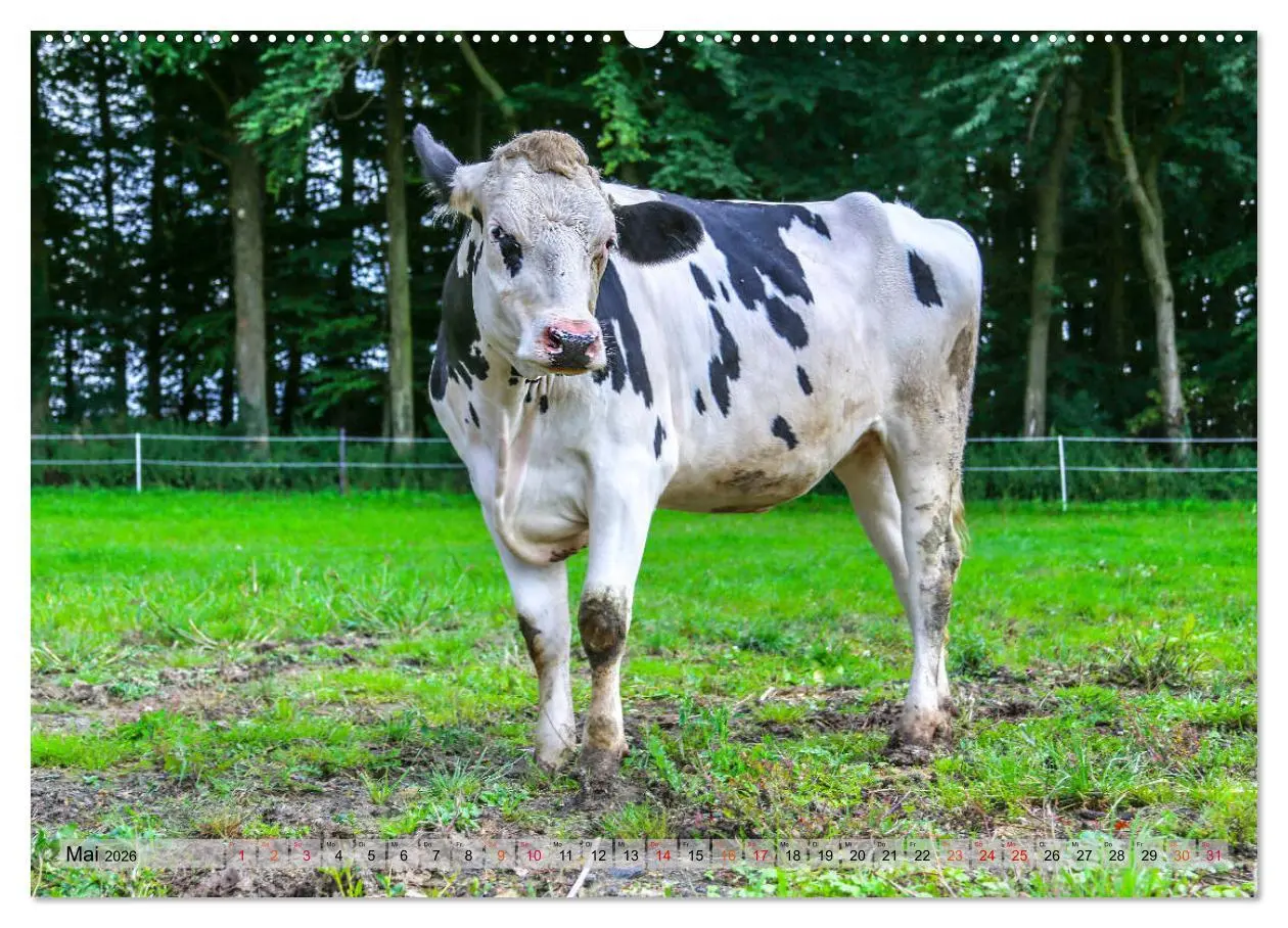 Bild: 9783457728154 | Sanfte Holsteiner (hochwertiger Premium Wandkalender 2026 DIN A2...