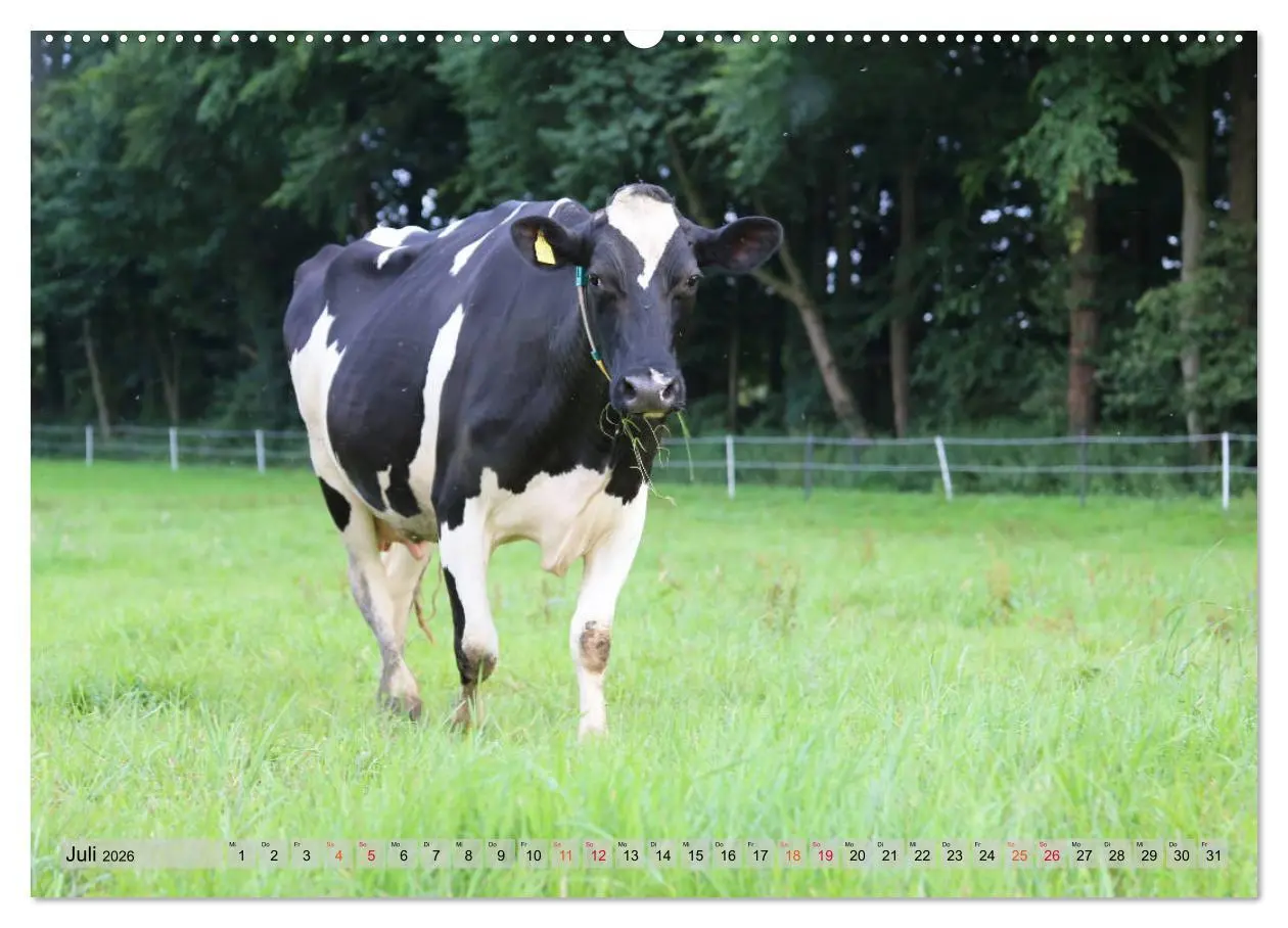 Bild: 9783457728154 | Sanfte Holsteiner (hochwertiger Premium Wandkalender 2026 DIN A2...