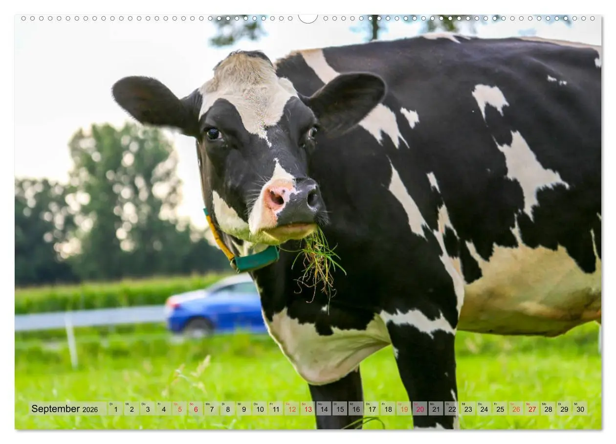 Bild: 9783457728154 | Sanfte Holsteiner (hochwertiger Premium Wandkalender 2026 DIN A2...