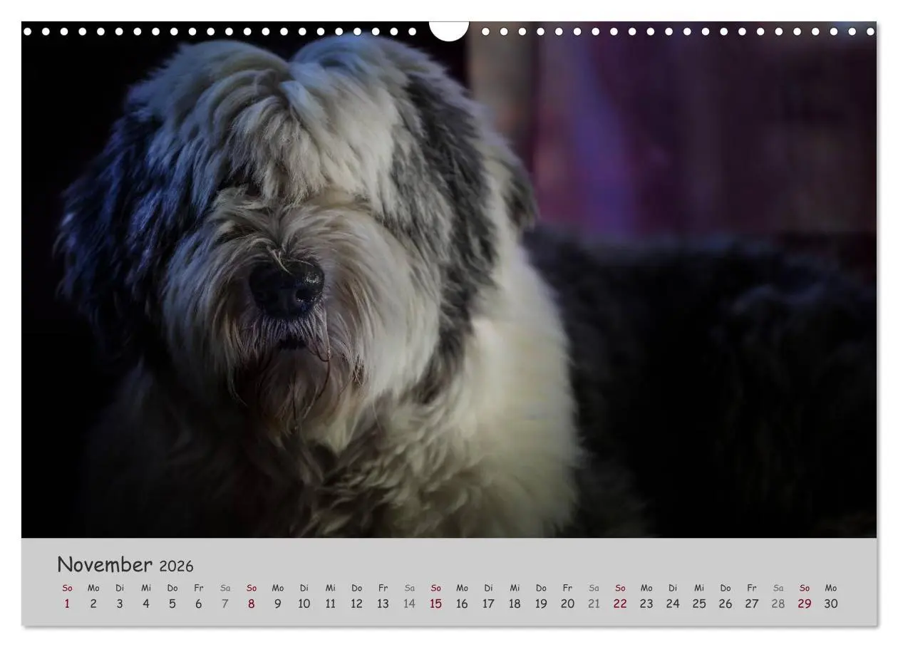 Bild: 9783516058154 | Ein Bobtail namens Miles (Wandkalender 2026 DIN A3 quer), CALVENDO...