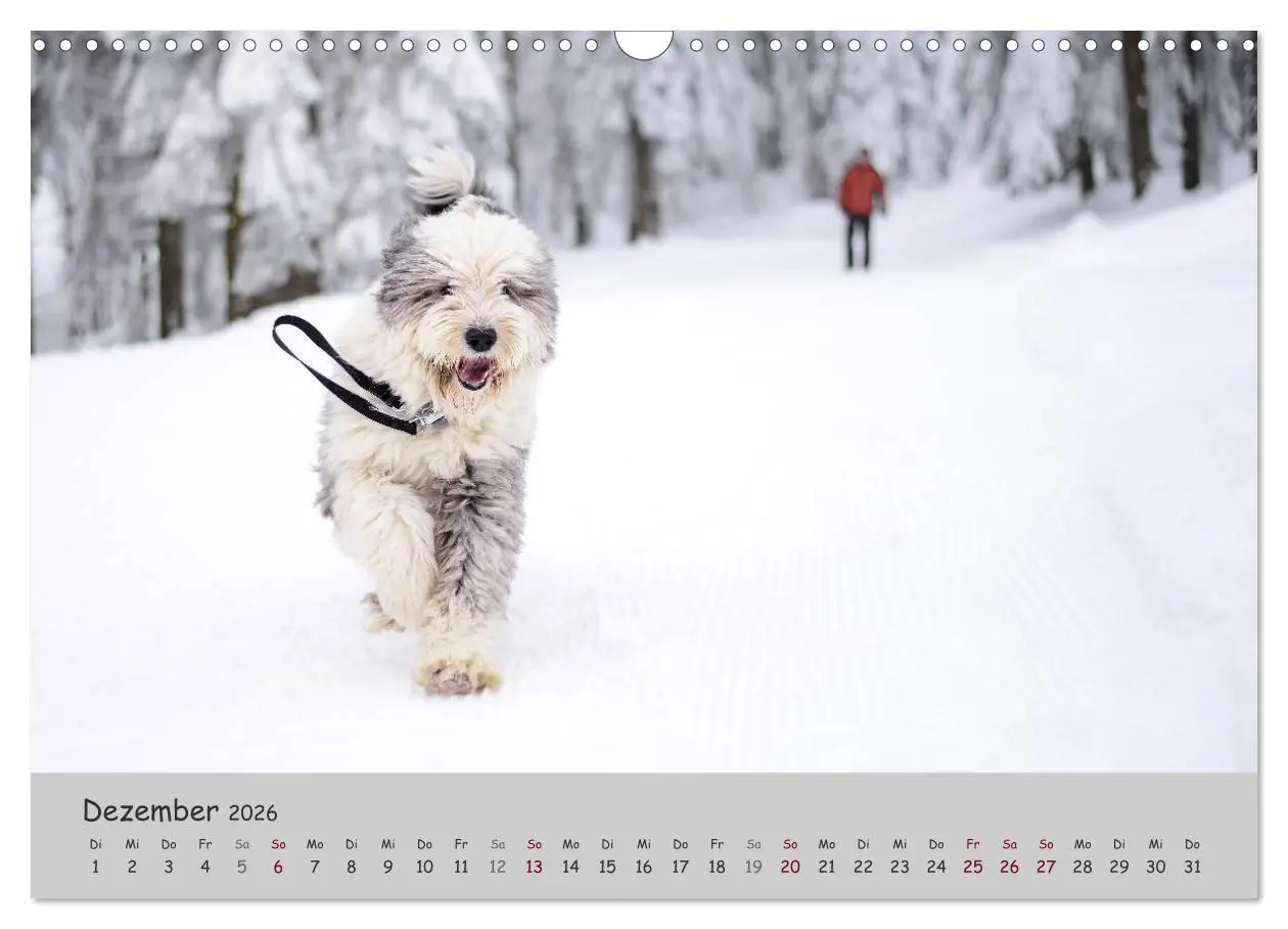 Bild: 9783516058154 | Ein Bobtail namens Miles (Wandkalender 2026 DIN A3 quer), CALVENDO...