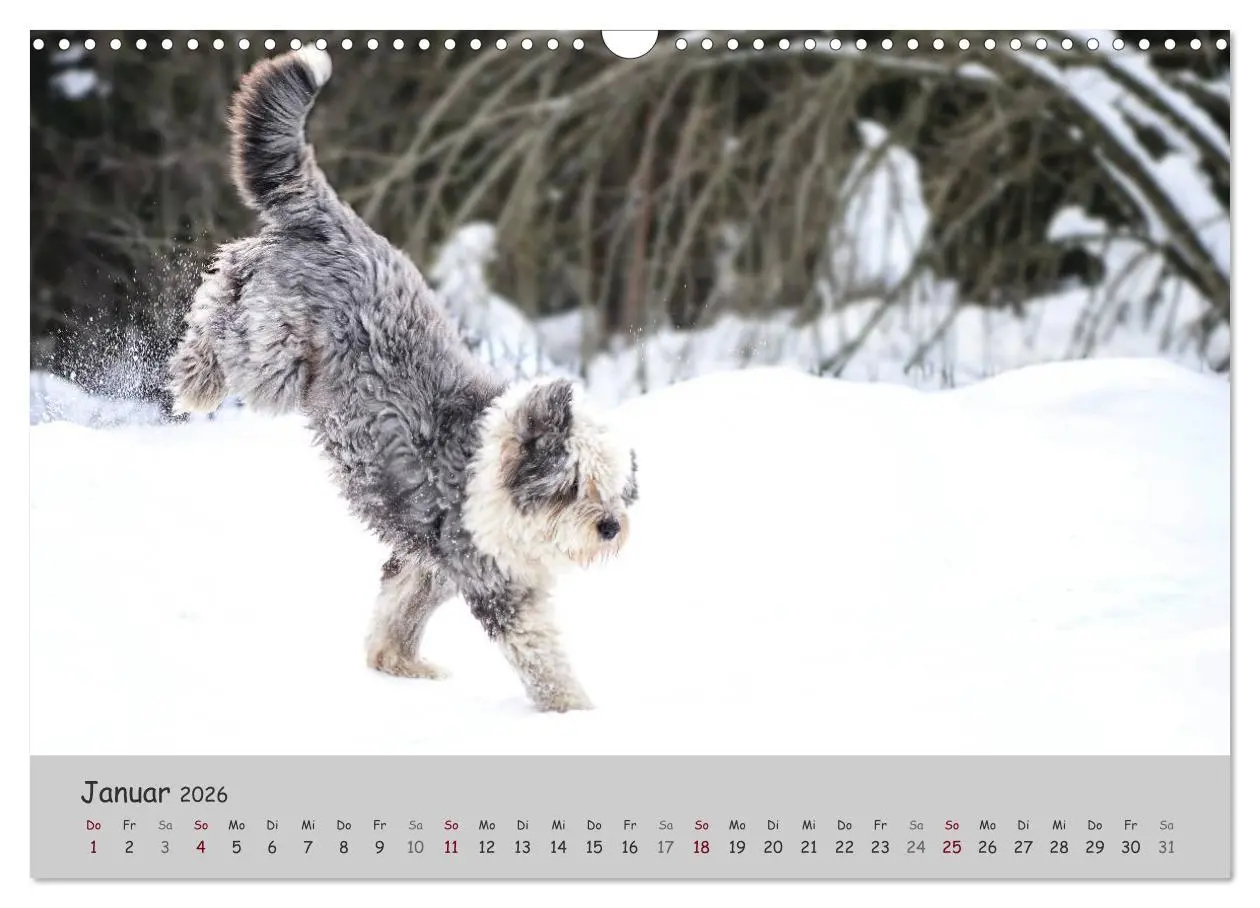Bild: 9783516058154 | Ein Bobtail namens Miles (Wandkalender 2026 DIN A3 quer), CALVENDO...