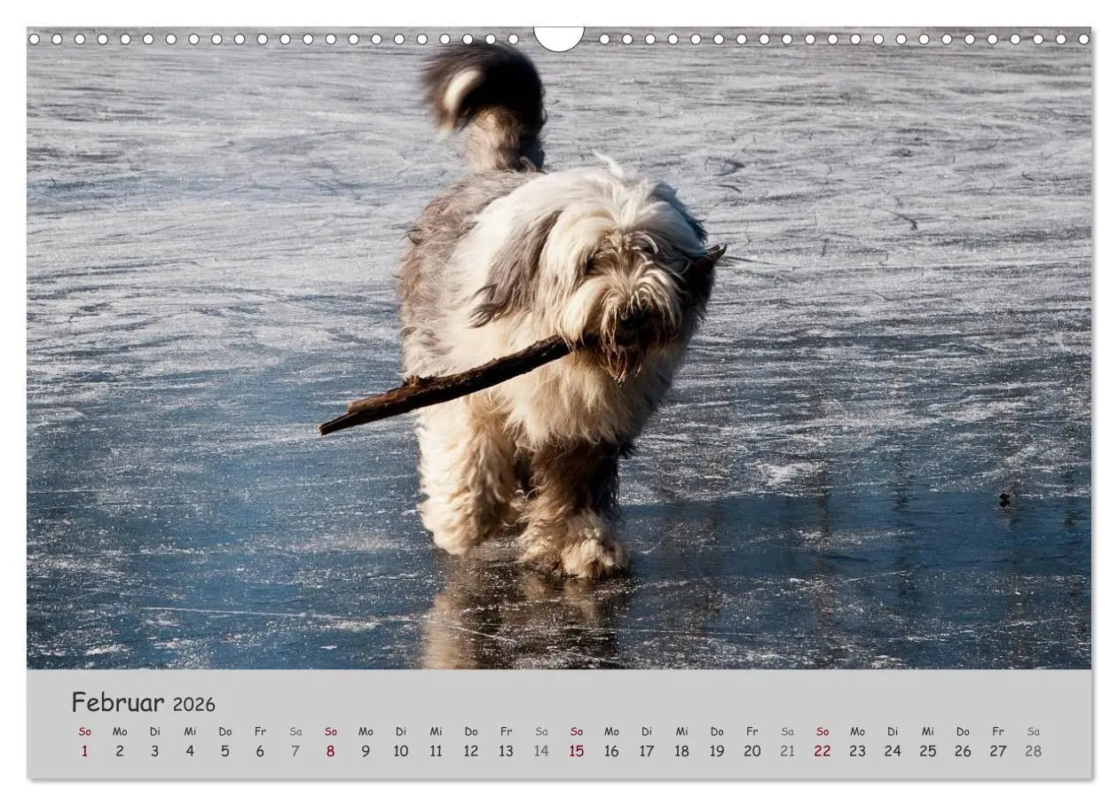 Bild: 9783516058154 | Ein Bobtail namens Miles (Wandkalender 2026 DIN A3 quer), CALVENDO...