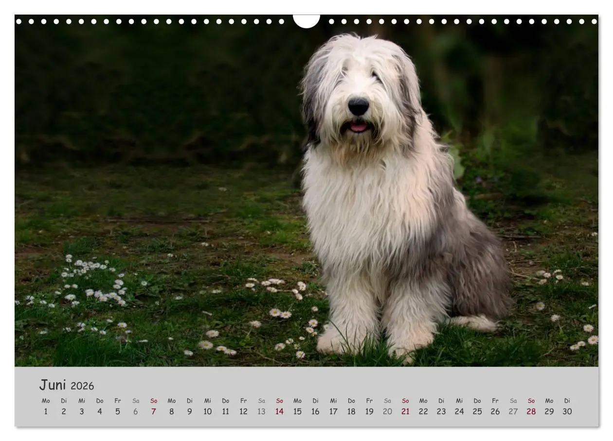 Bild: 9783516058154 | Ein Bobtail namens Miles (Wandkalender 2026 DIN A3 quer), CALVENDO...