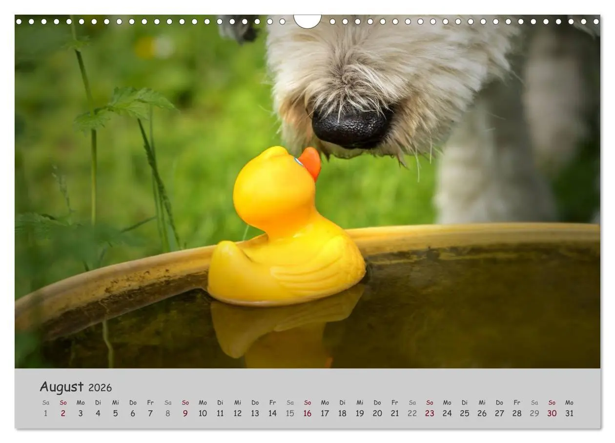 Bild: 9783516058154 | Ein Bobtail namens Miles (Wandkalender 2026 DIN A3 quer), CALVENDO...