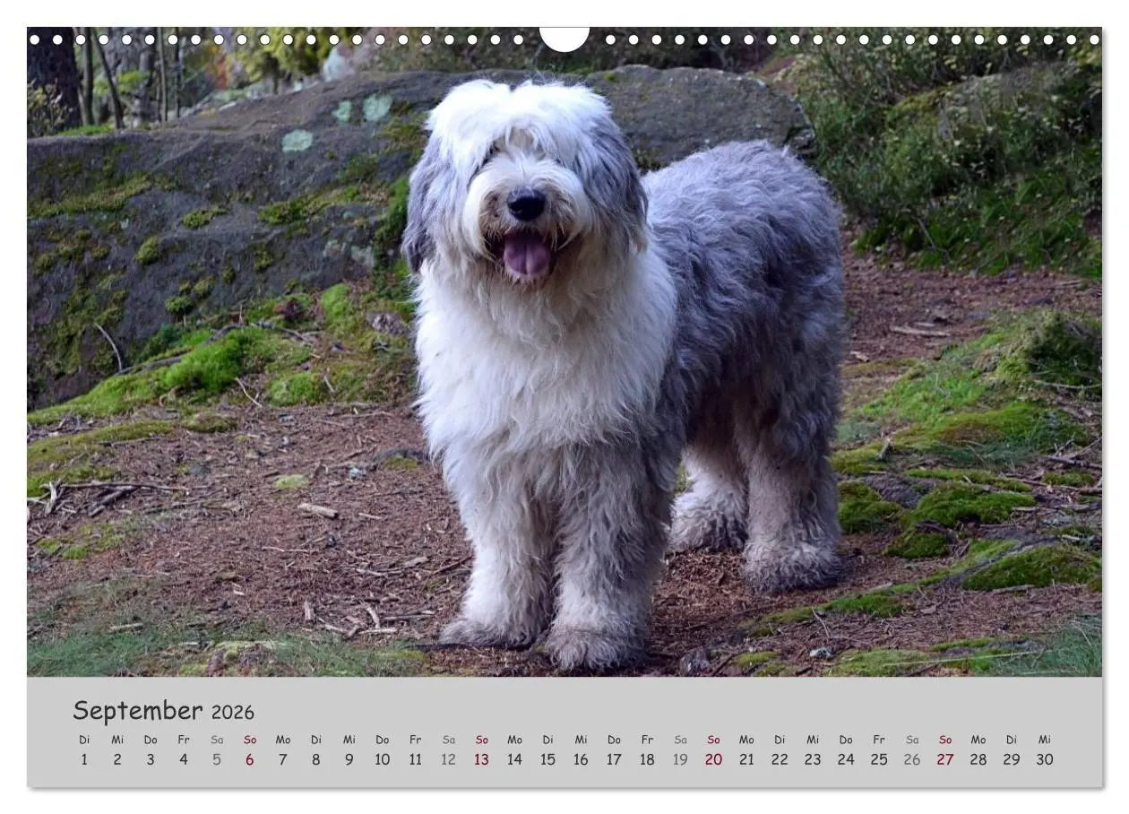 Bild: 9783516058154 | Ein Bobtail namens Miles (Wandkalender 2026 DIN A3 quer), CALVENDO...