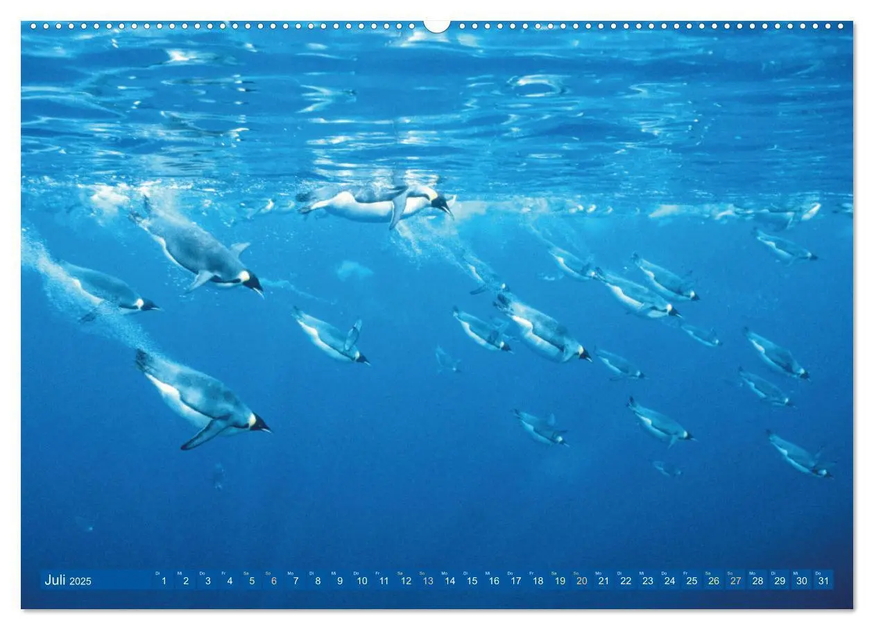 Bild: 9783383778254 | Tauchen: Wunderbares tiefblaues Meer (Wandkalender 2025 DIN A2...