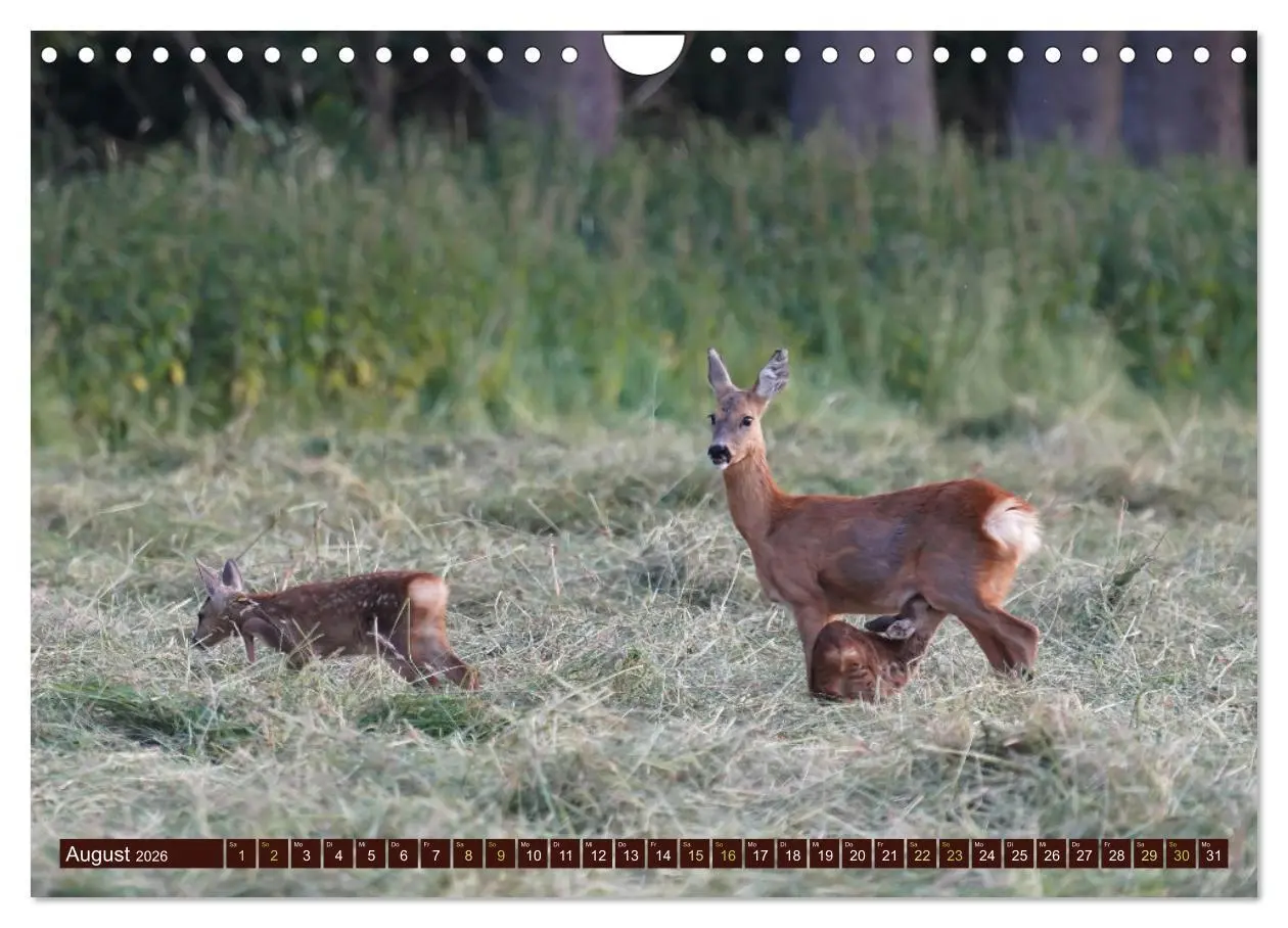 Bild: 9783457318454 | Zauberhafte Wesen - anmutiges Rehwild (Wandkalender 2026 DIN A4...