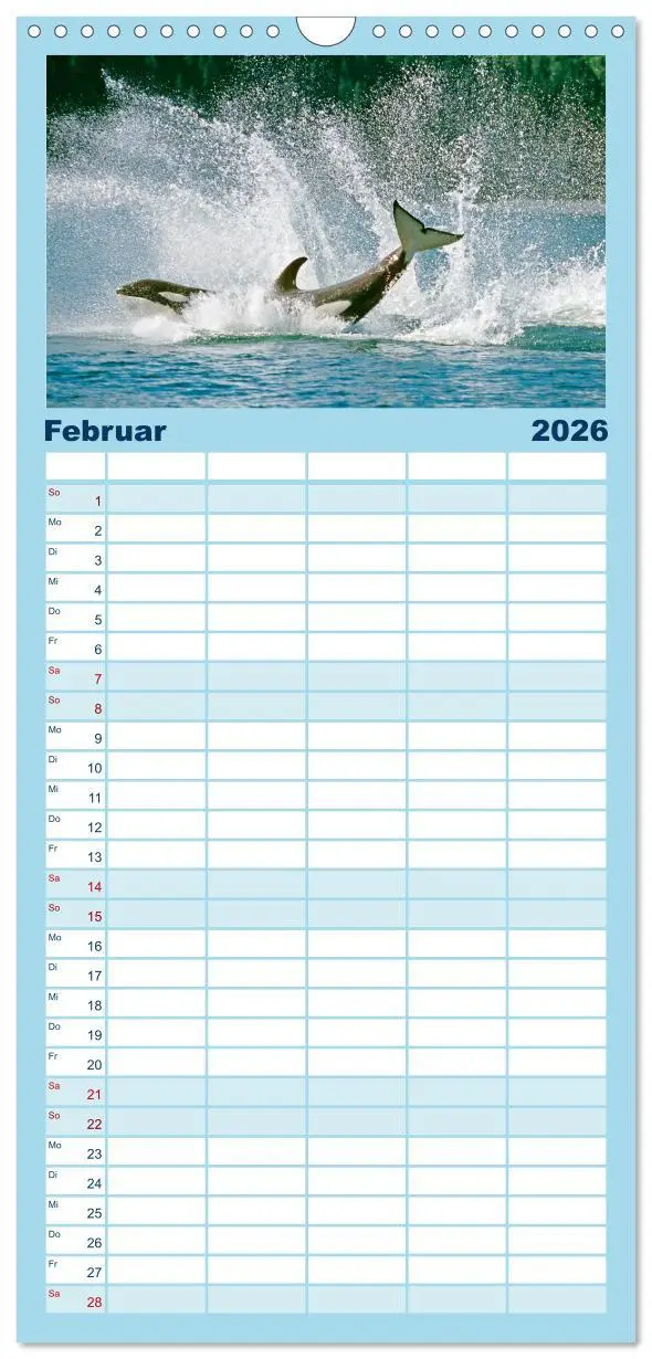 Bild: 9783516498554 | Familienplaner 2026 - Orcas: Schwarz-weiße Giganten mit 5 Spalten...