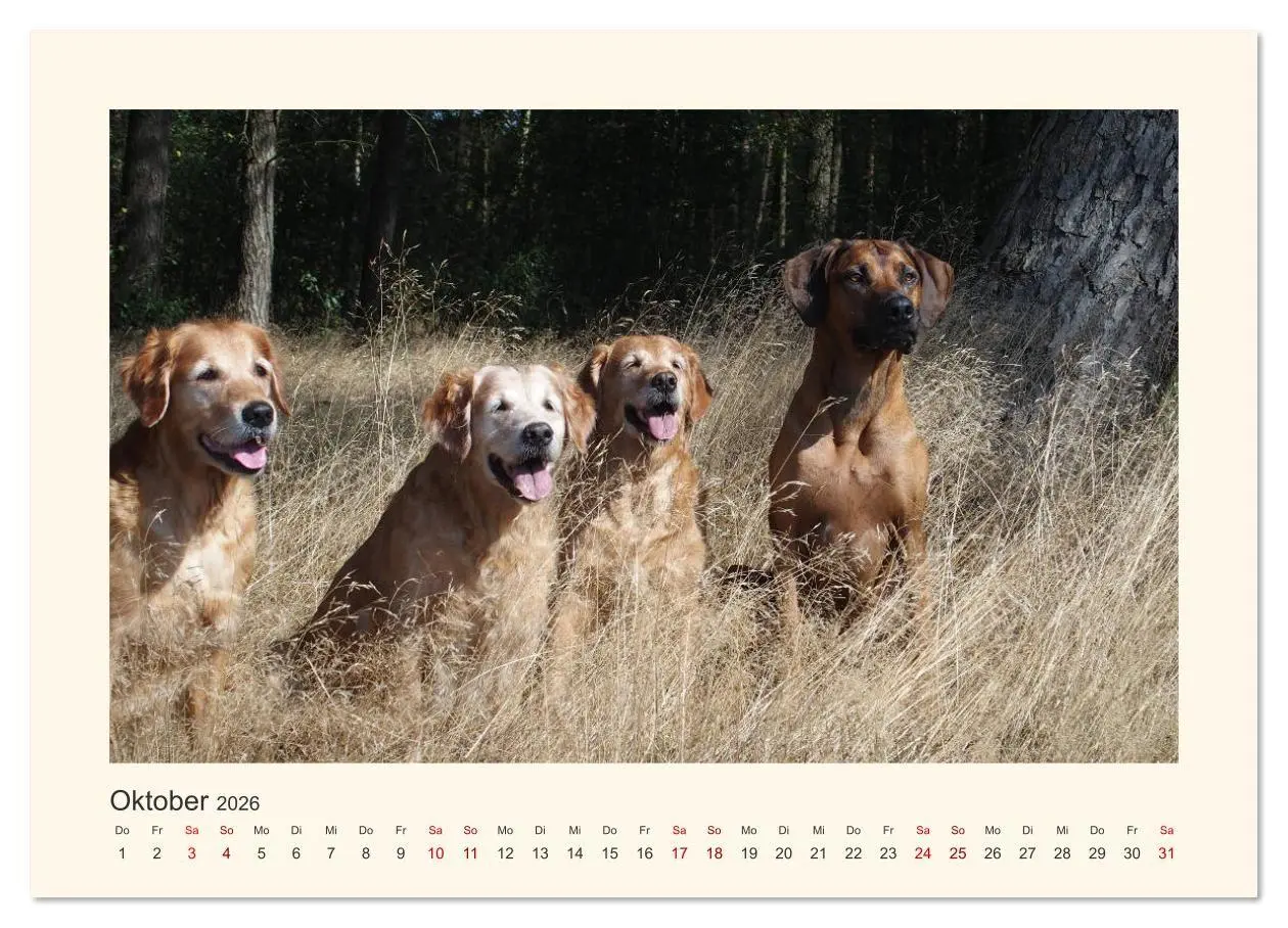 Bild: 9783457848654 | Rhodesian Ridgeback Power aus Südafrika (Wandkalender 2026 DIN A3...