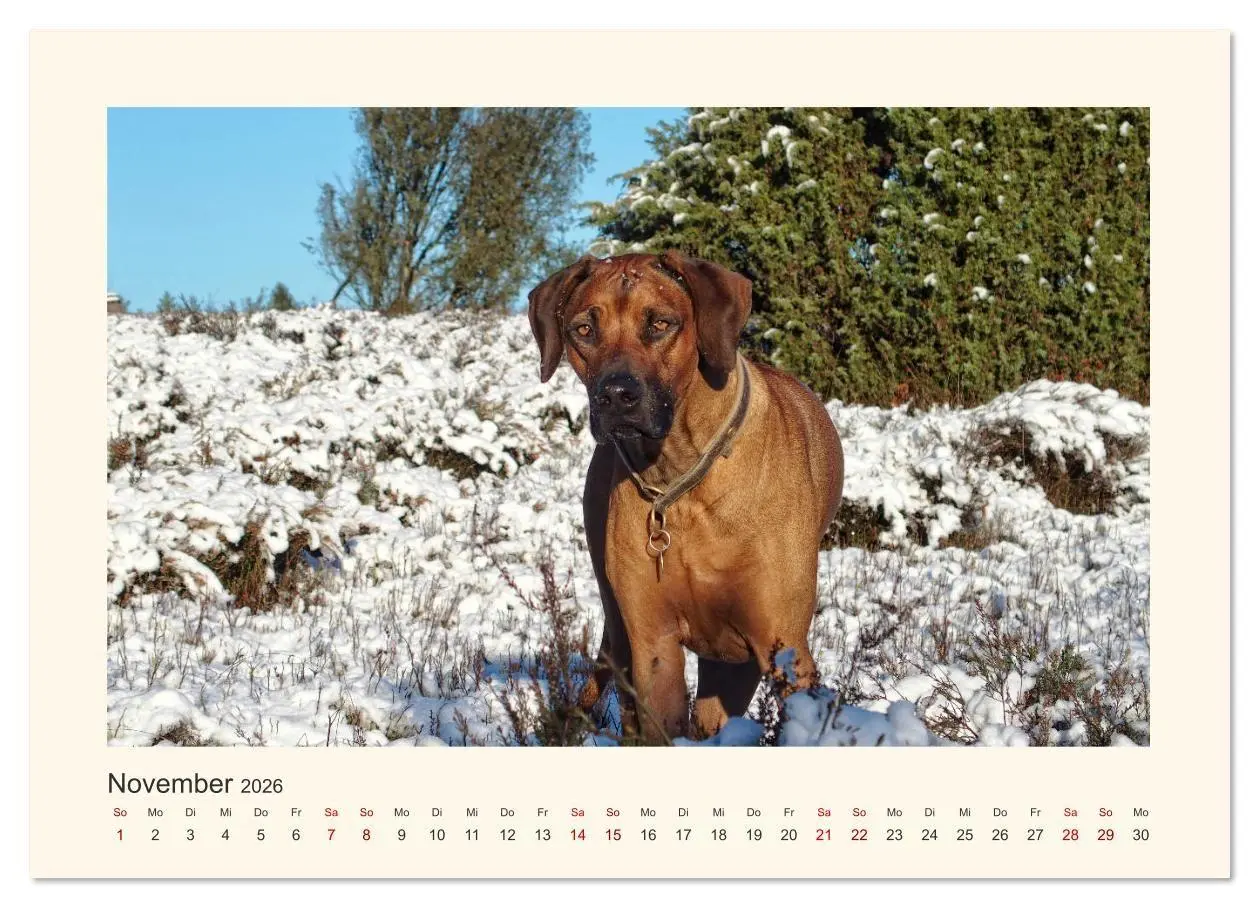 Bild: 9783457848654 | Rhodesian Ridgeback Power aus Südafrika (Wandkalender 2026 DIN A3...