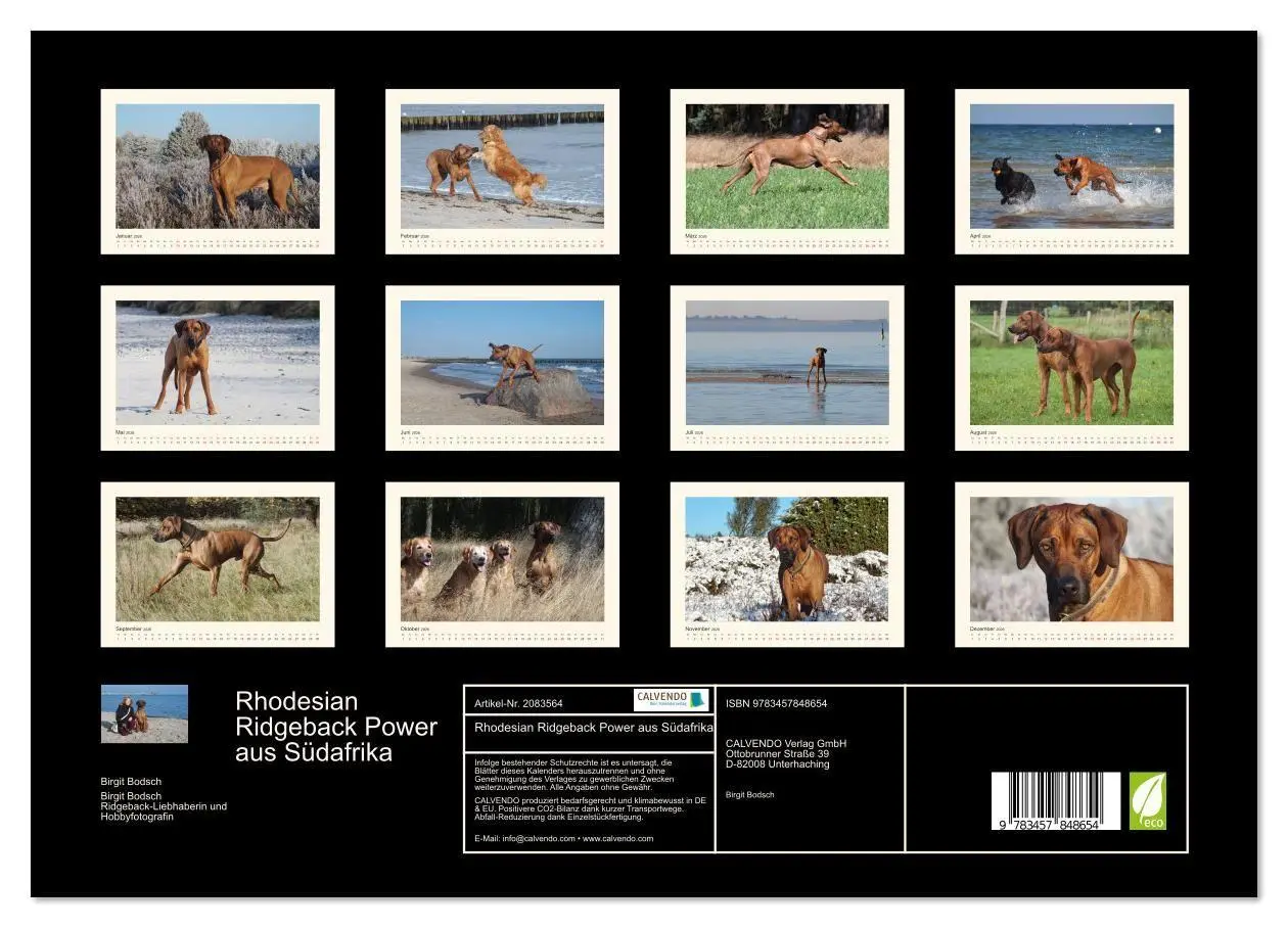 Bild: 9783457848654 | Rhodesian Ridgeback Power aus Südafrika (Wandkalender 2026 DIN A3...
