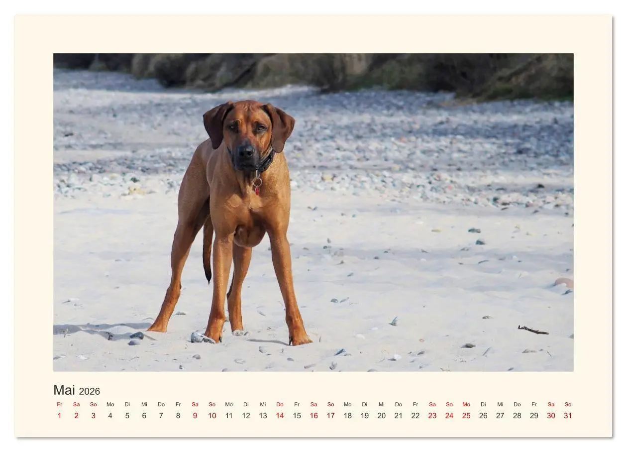 Bild: 9783457848654 | Rhodesian Ridgeback Power aus Südafrika (Wandkalender 2026 DIN A3...