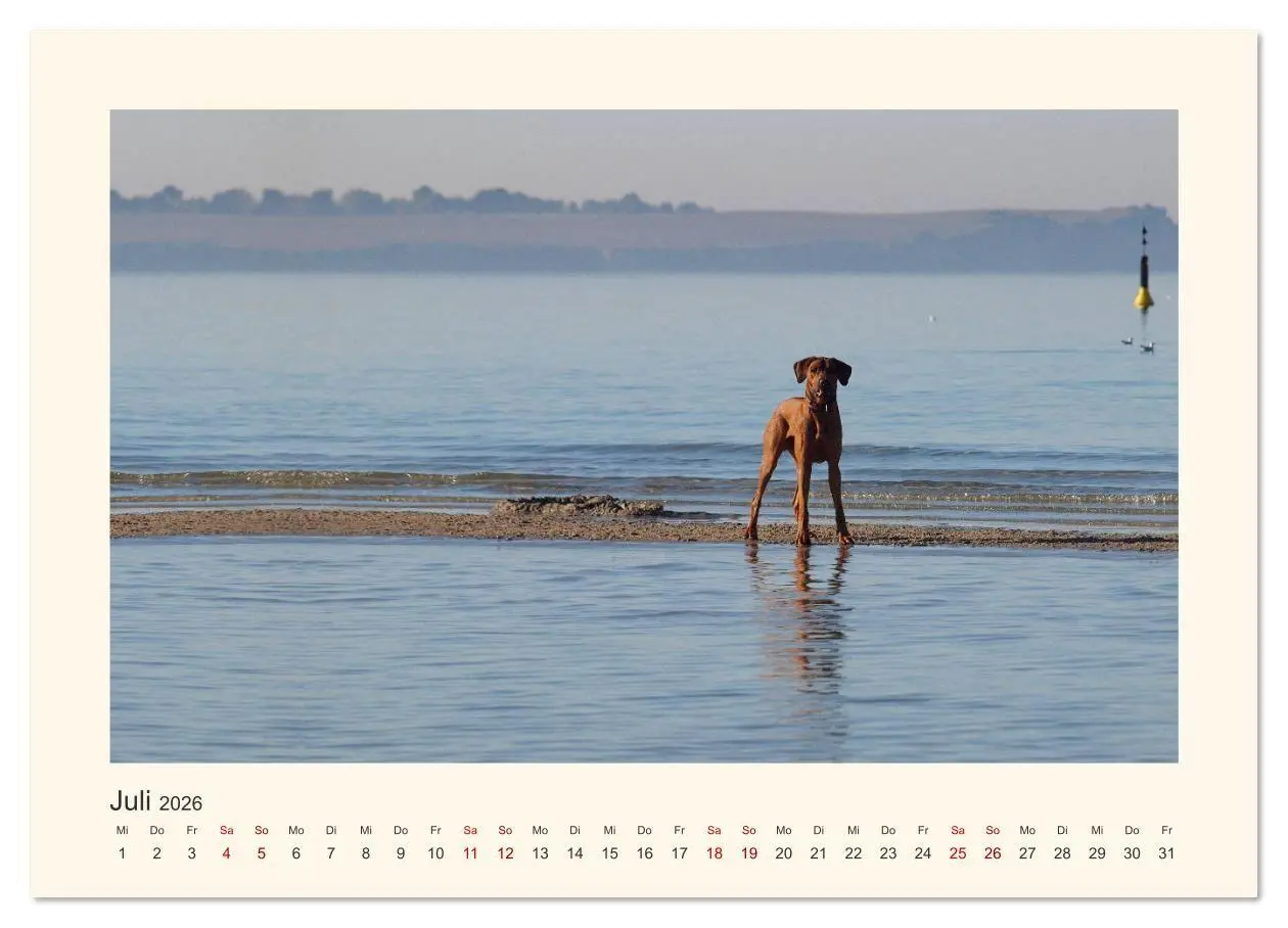 Bild: 9783457848654 | Rhodesian Ridgeback Power aus Südafrika (Wandkalender 2026 DIN A3...