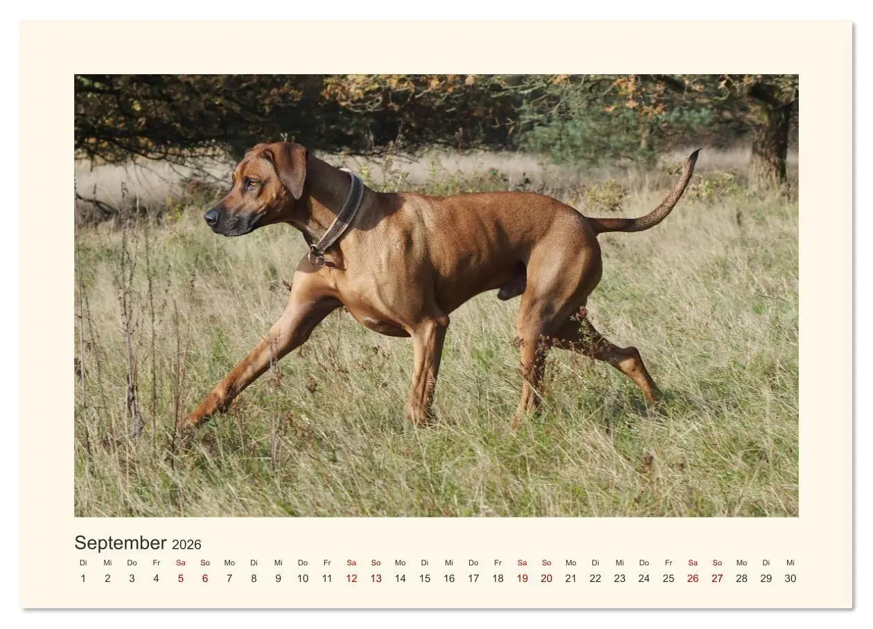 Bild: 9783457848654 | Rhodesian Ridgeback Power aus Südafrika (Wandkalender 2026 DIN A3...