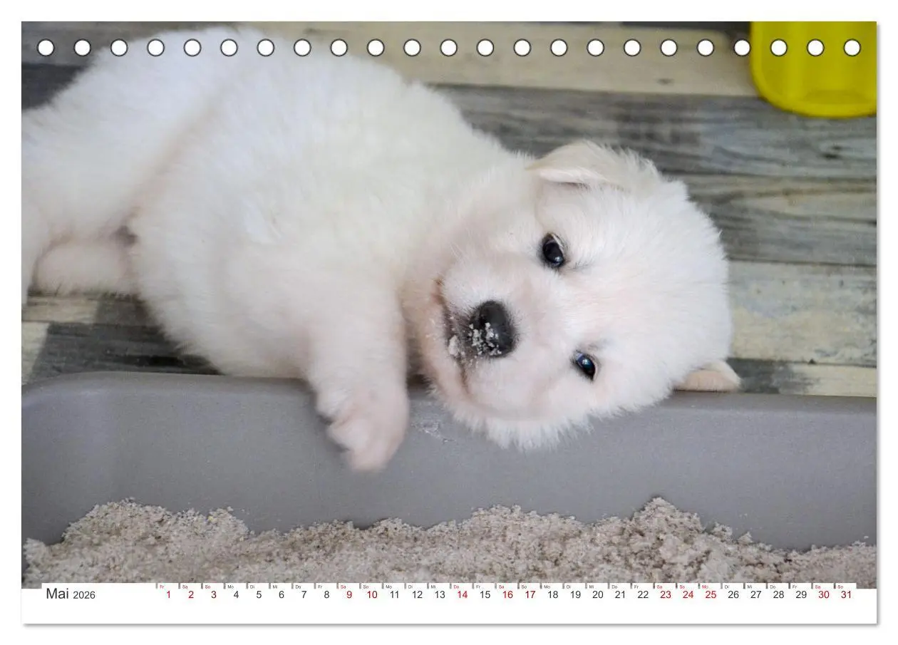 Bild: 9783457448854 | Weiße Schäferhunde - Welpenzeit (Tischkalender 2026 DIN A5 quer),...