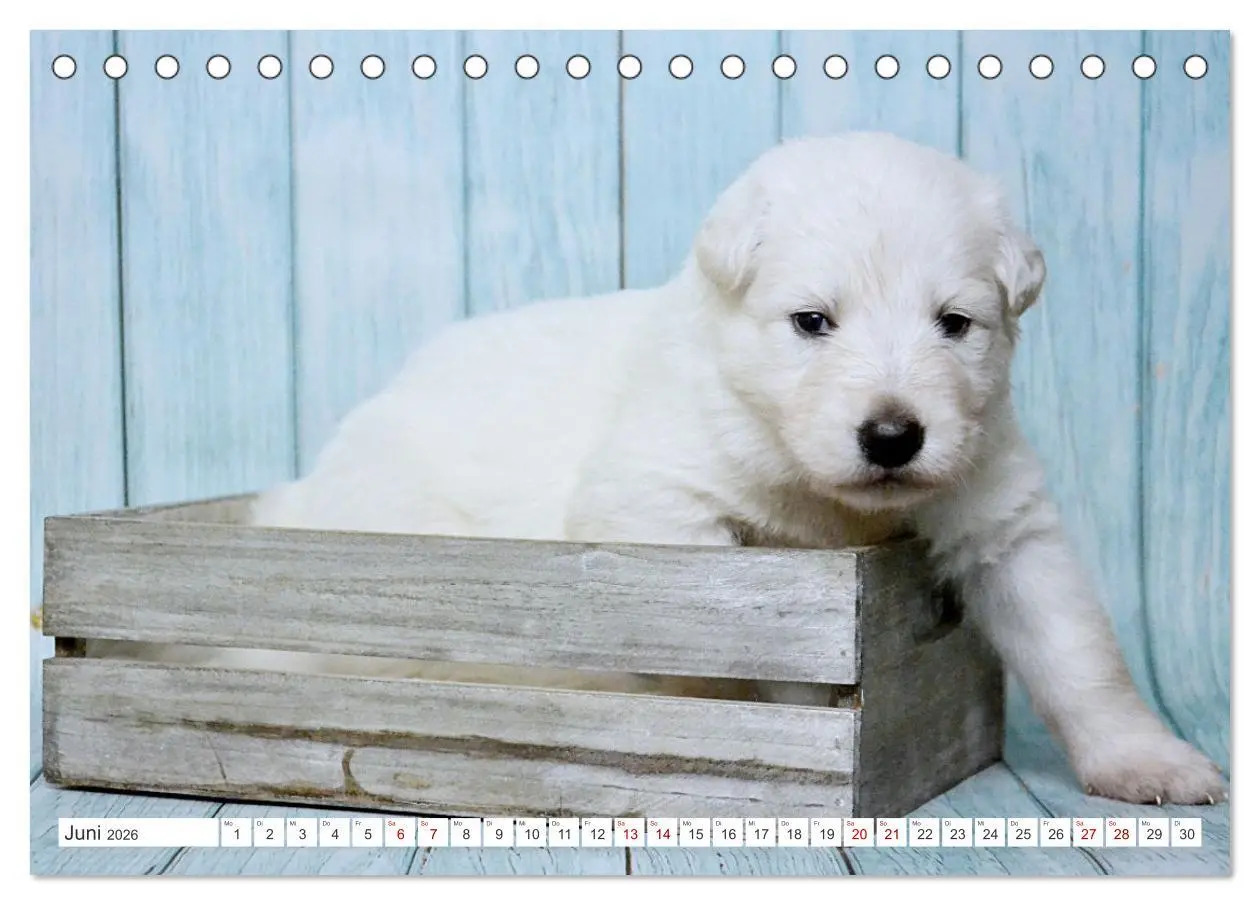 Bild: 9783457448854 | Weiße Schäferhunde - Welpenzeit (Tischkalender 2026 DIN A5 quer),...