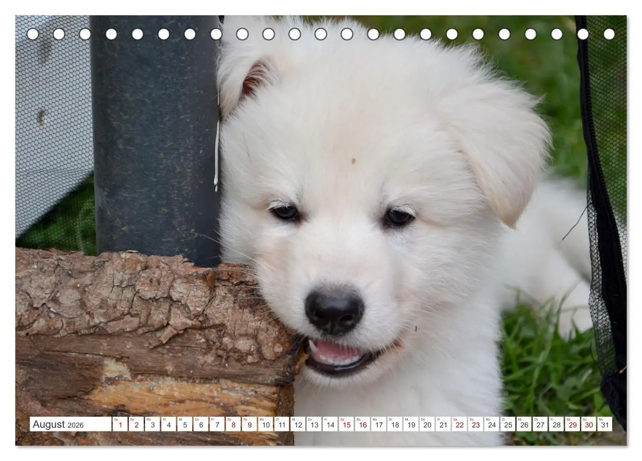 Bild: 9783457448854 | Weiße Schäferhunde - Welpenzeit (Tischkalender 2026 DIN A5 quer),...