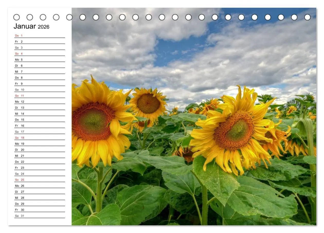 Bild: 9783457688854 | Sonnenblumenfelder (Tischkalender 2026 DIN A5 quer), CALVENDO...