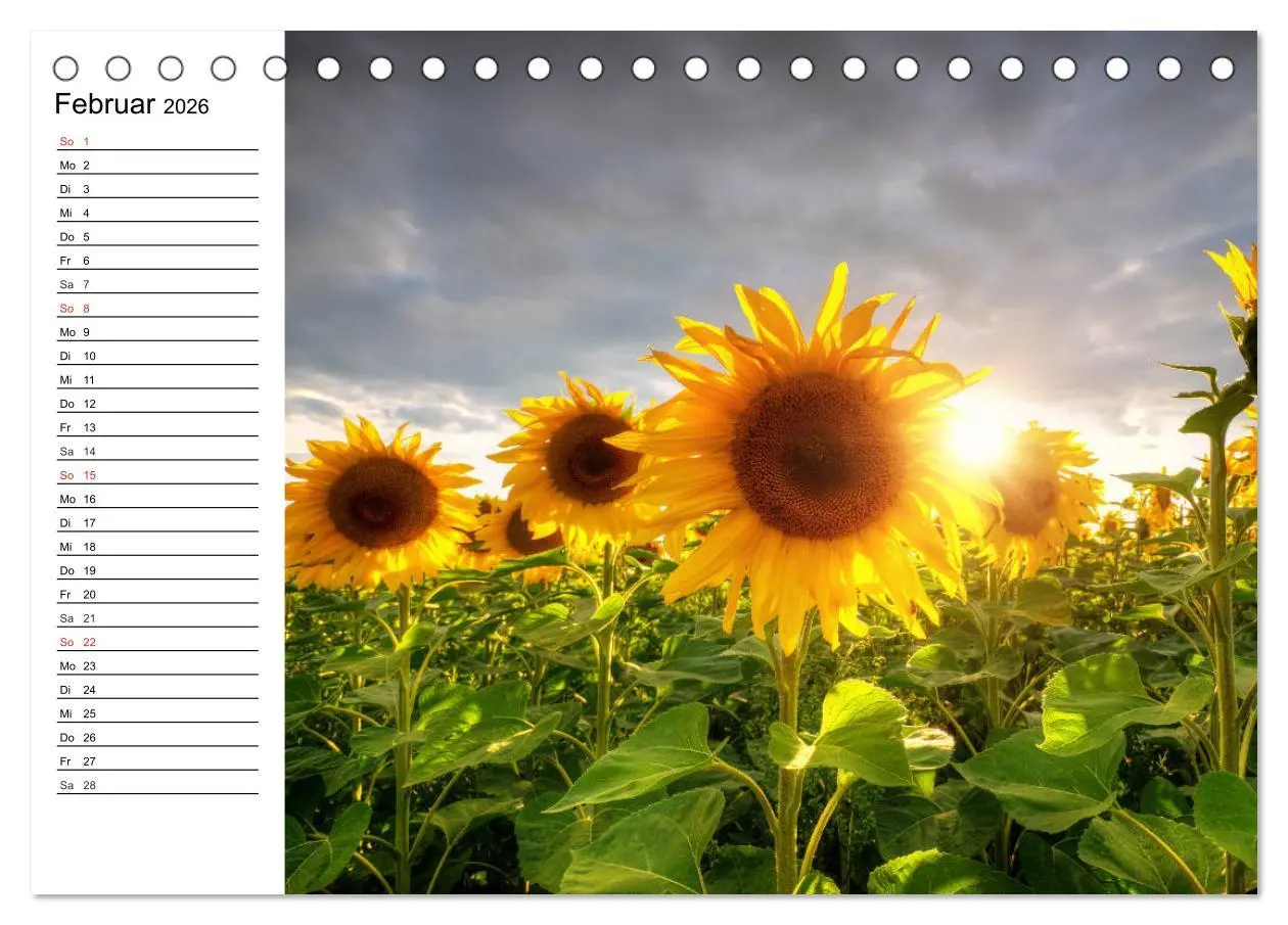 Bild: 9783457688854 | Sonnenblumenfelder (Tischkalender 2026 DIN A5 quer), CALVENDO...
