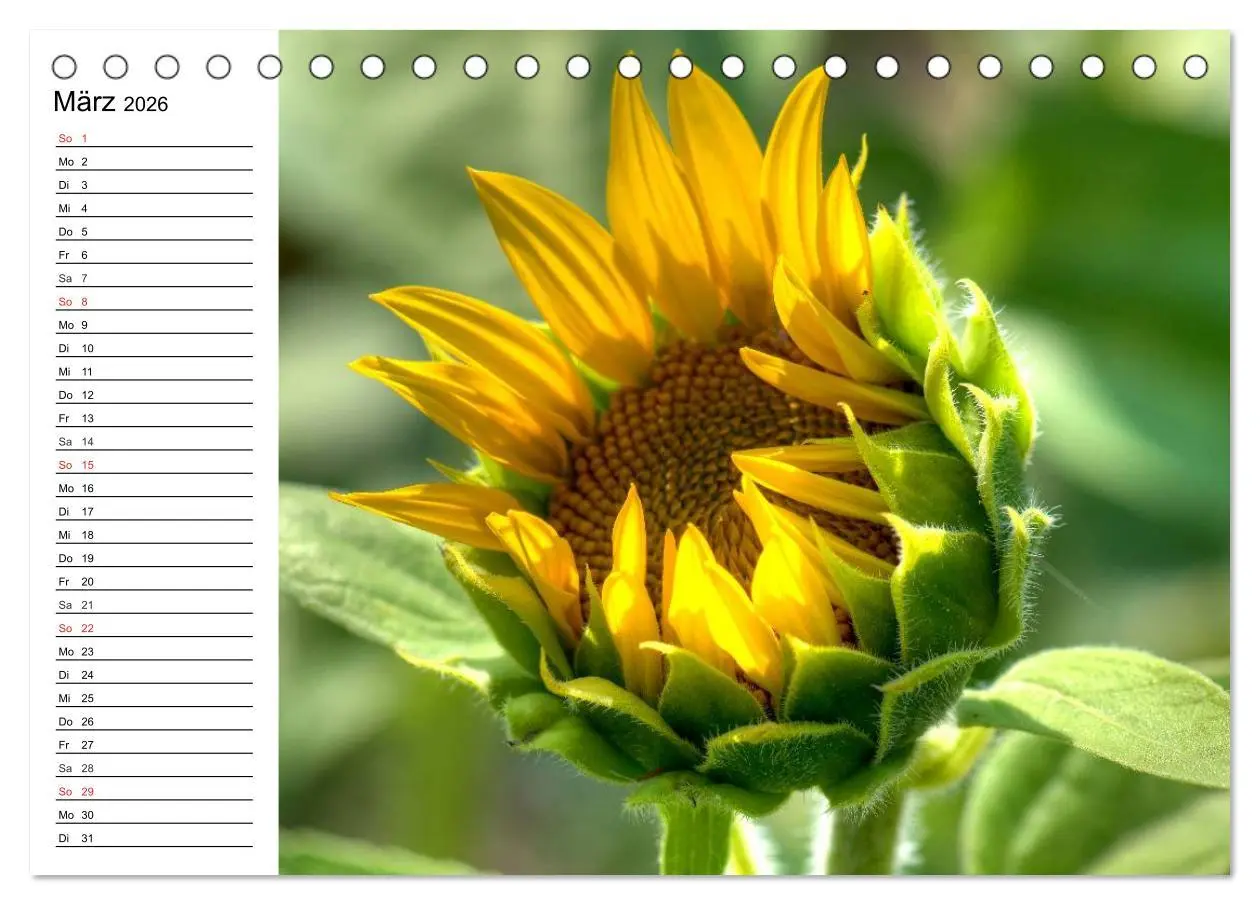 Bild: 9783457688854 | Sonnenblumenfelder (Tischkalender 2026 DIN A5 quer), CALVENDO...
