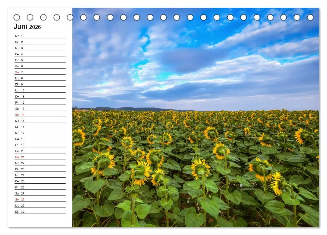 Bild: 9783457688854 | Sonnenblumenfelder (Tischkalender 2026 DIN A5 quer), CALVENDO...
