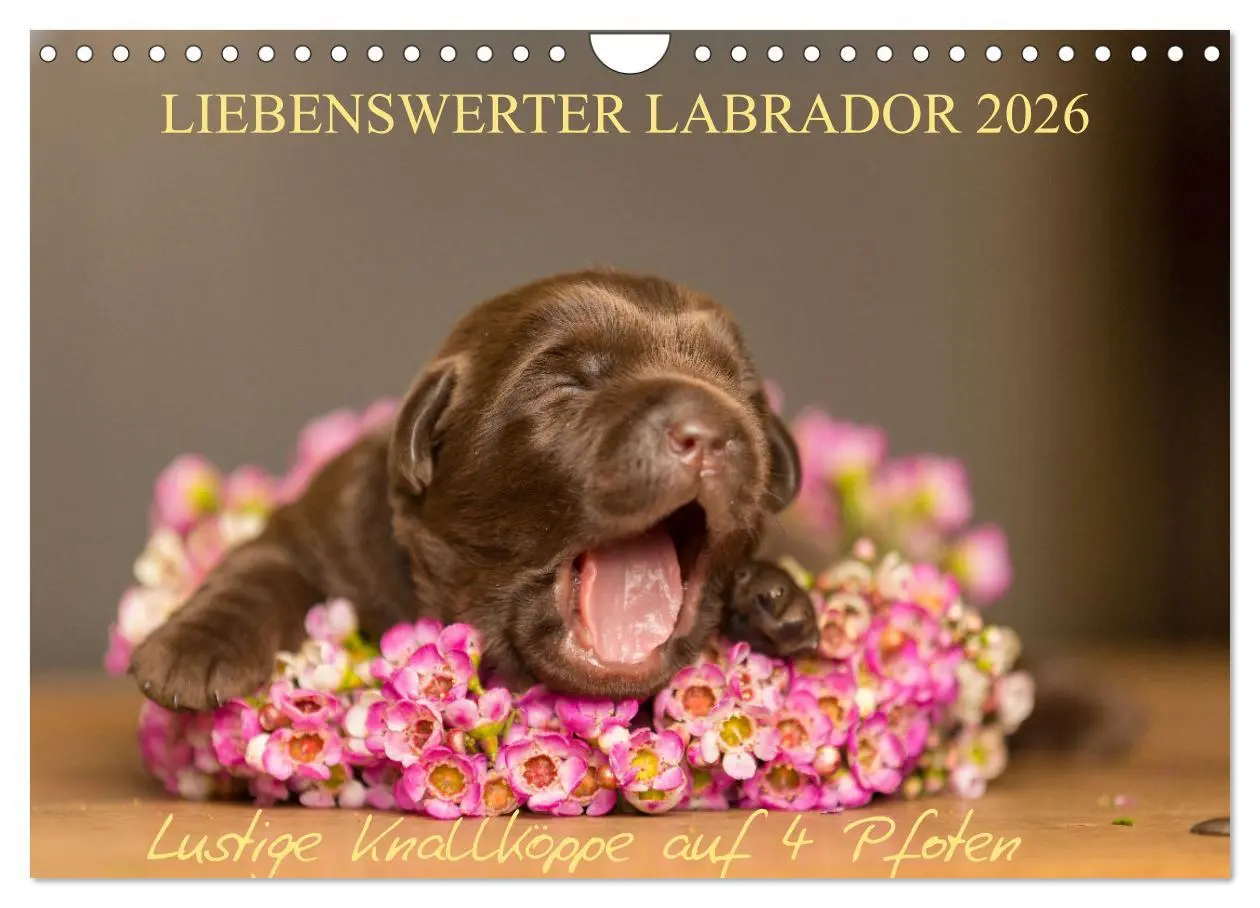 Cover: 9783457998854 | Liebenswerter Labrador 2026 (Wandkalender 2026 DIN A4 quer),...