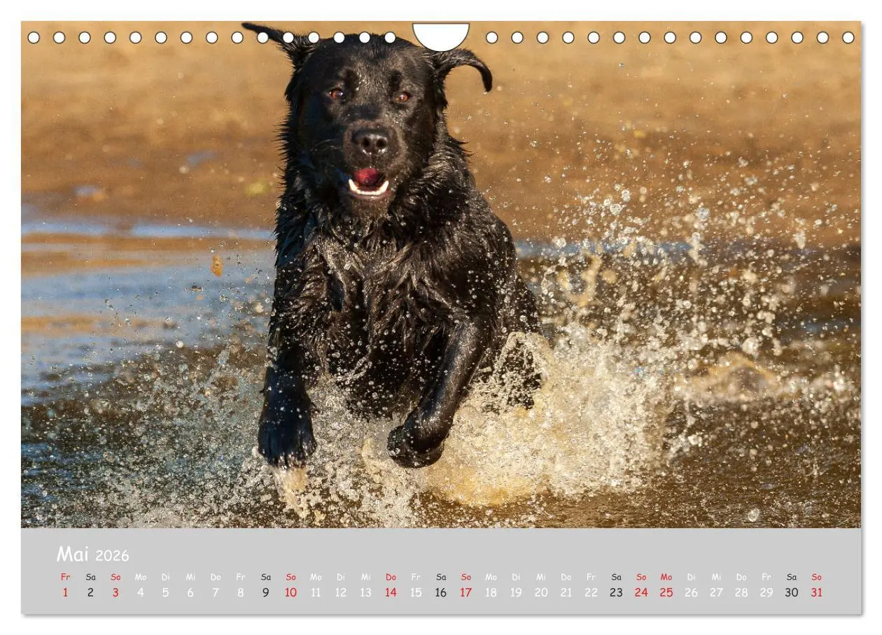 Bild: 9783457998854 | Liebenswerter Labrador 2026 (Wandkalender 2026 DIN A4 quer),...