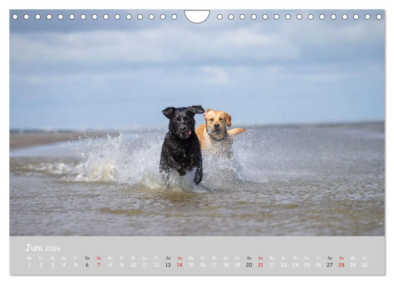 Bild: 9783457998854 | Liebenswerter Labrador 2026 (Wandkalender 2026 DIN A4 quer),...