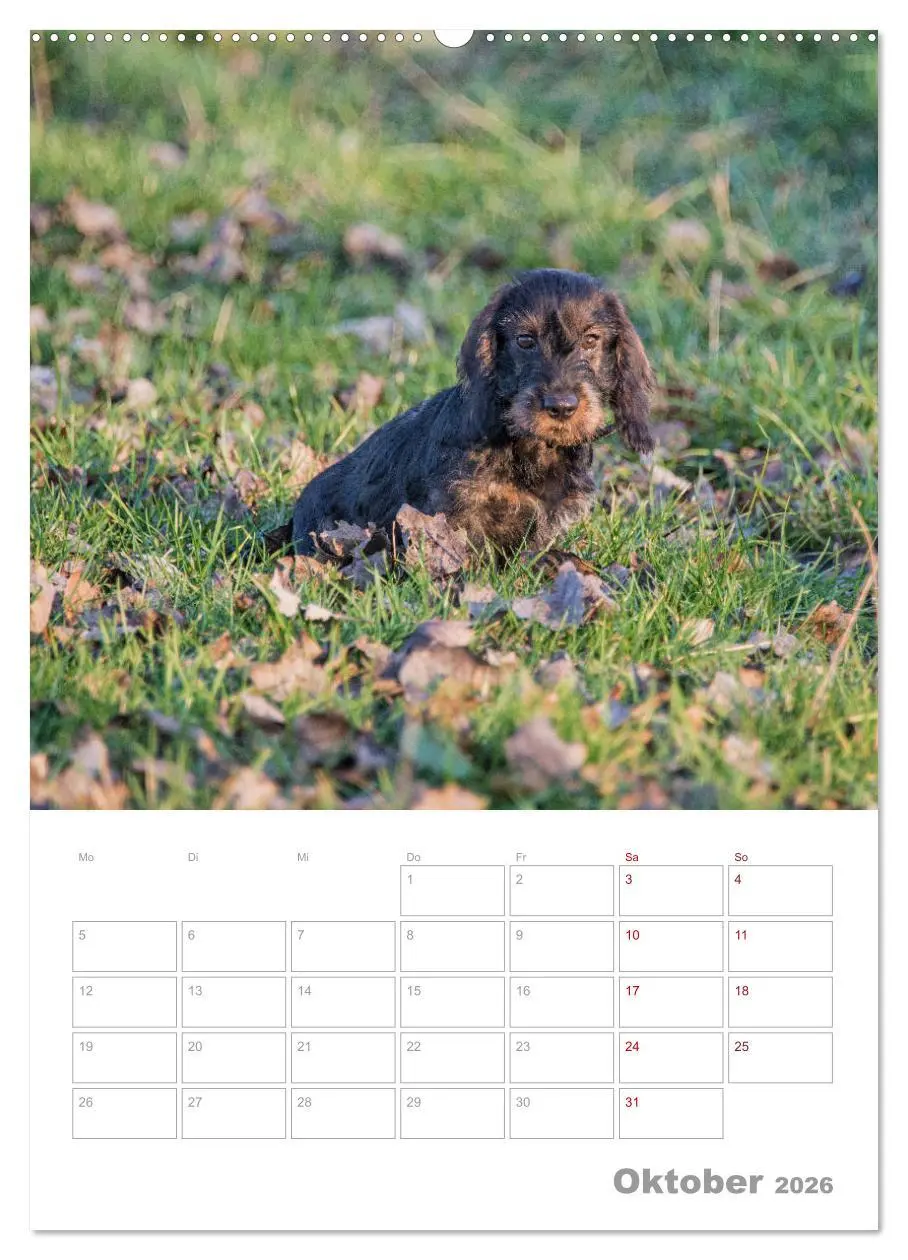 Bild: 9783516398854 | Dackelportraits (hochwertiger Premium Wandkalender 2026 DIN A2...
